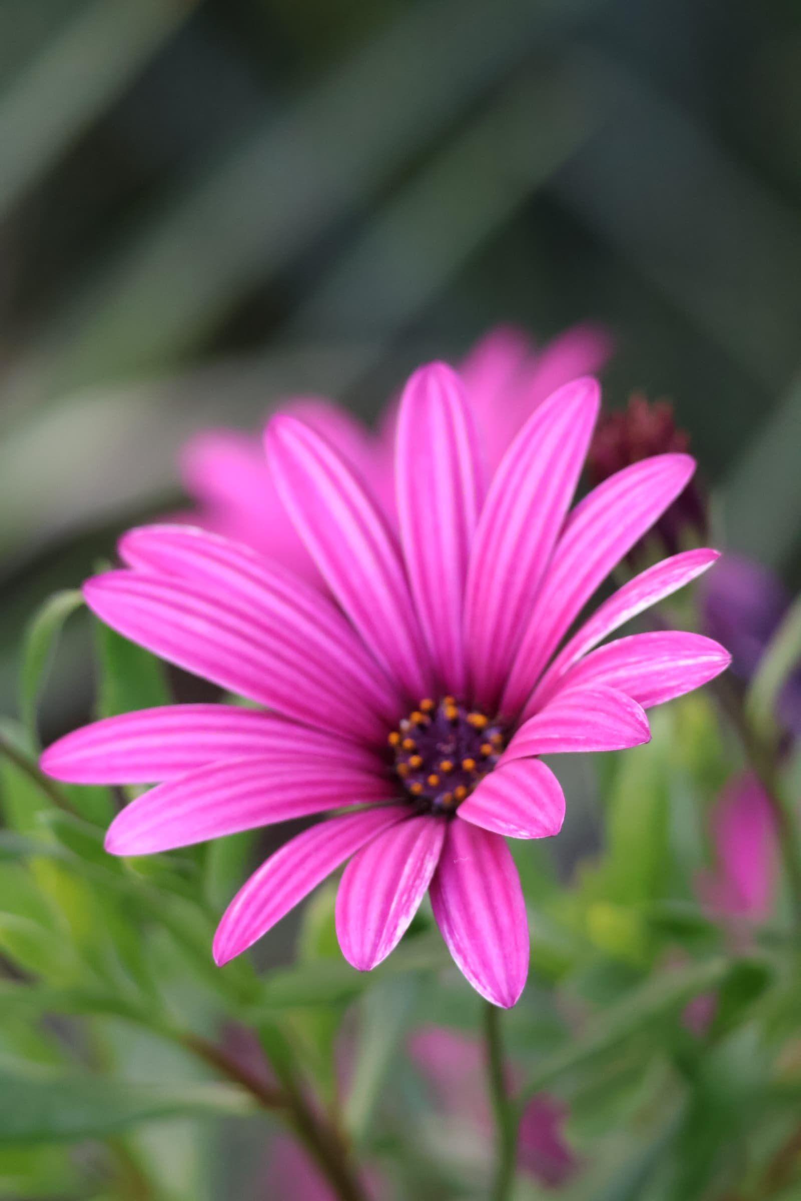 Flower 504