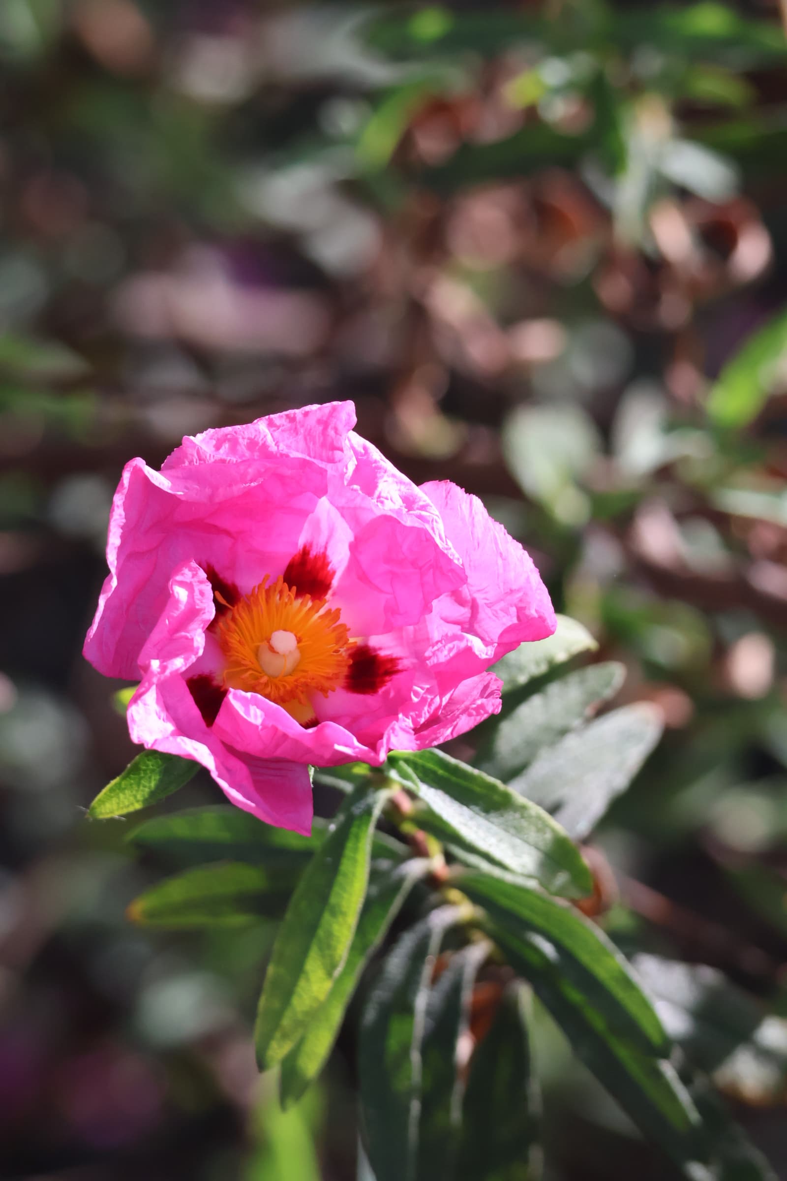 Flower 469