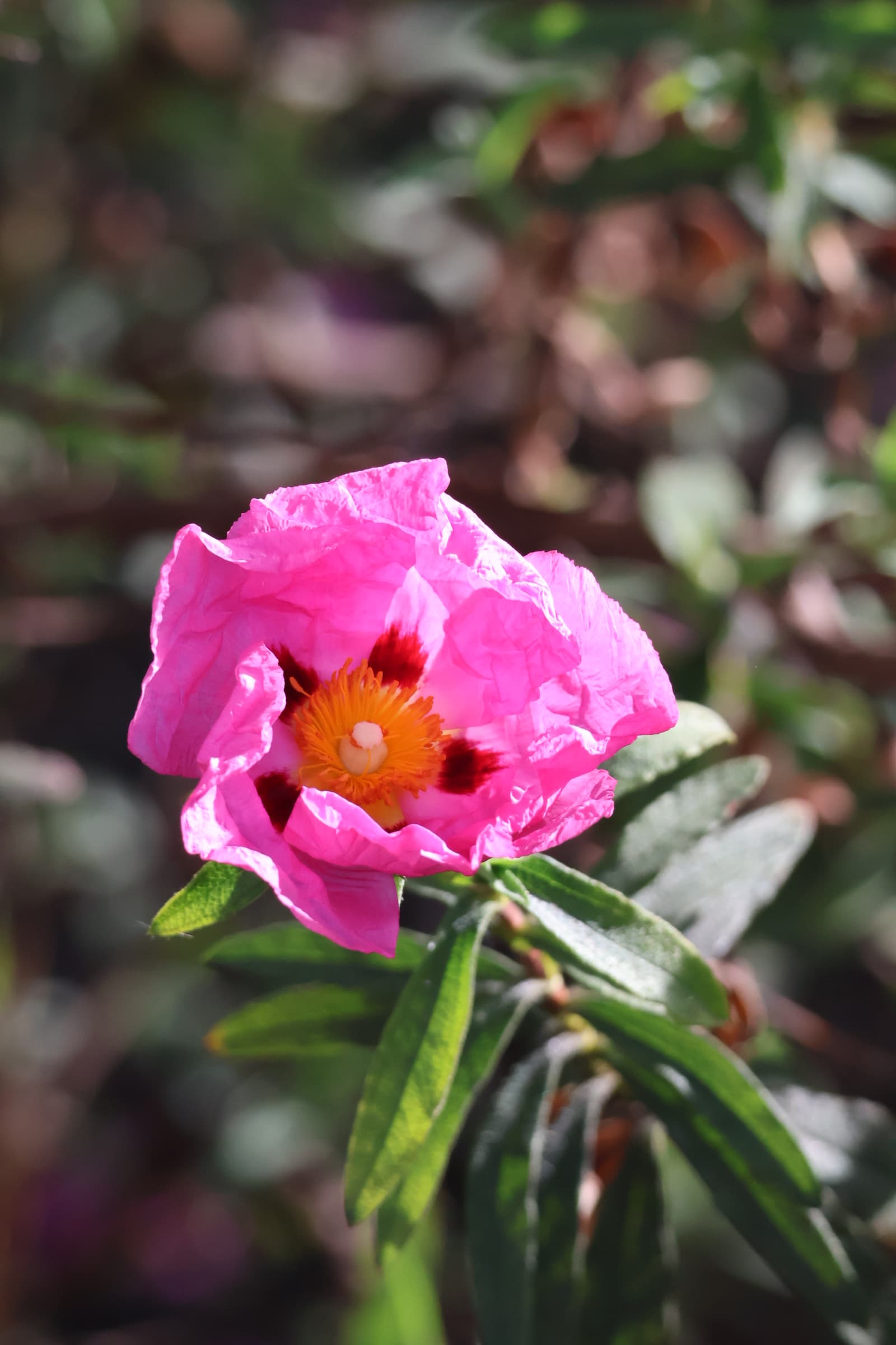 Flower 404