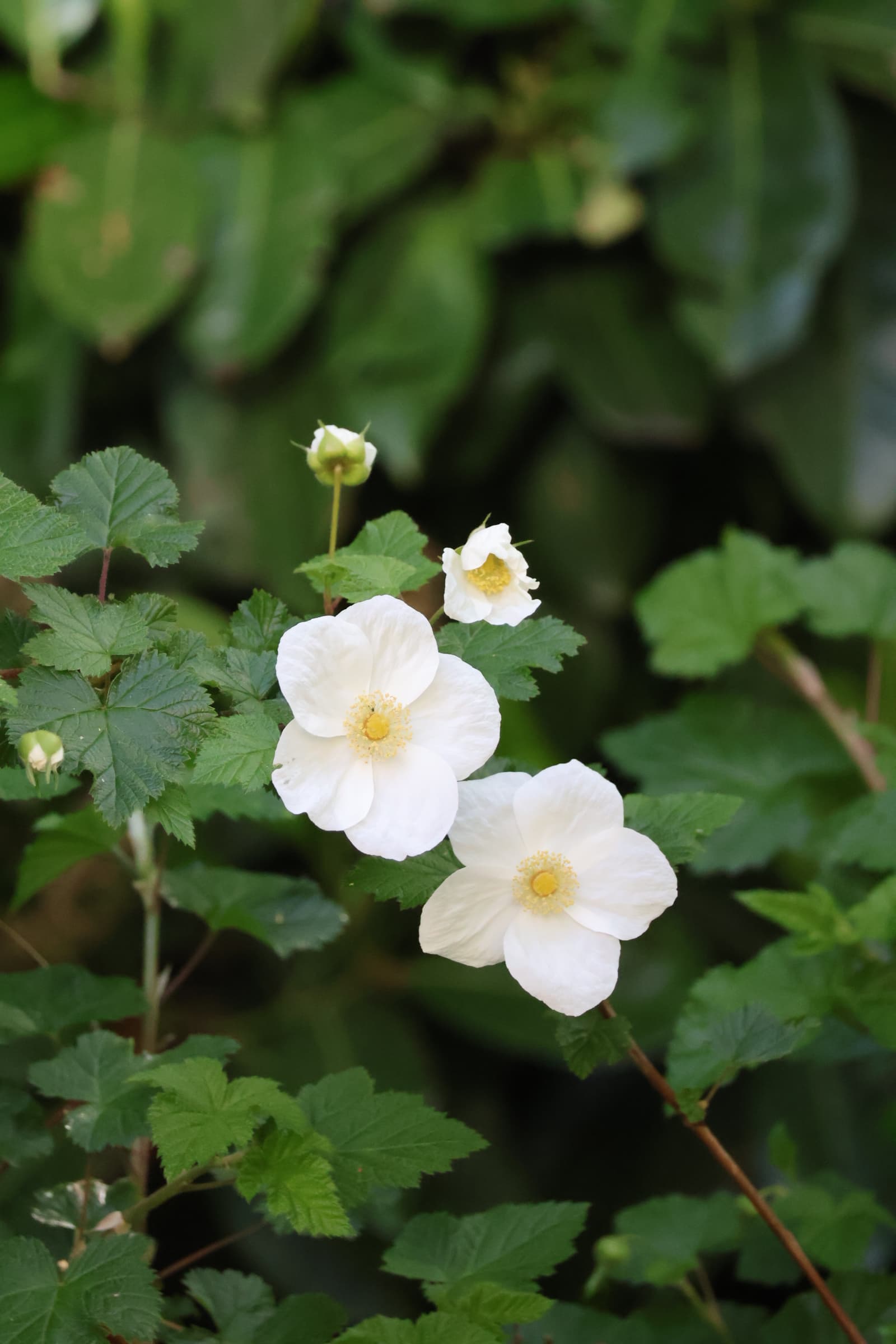 Flower 226