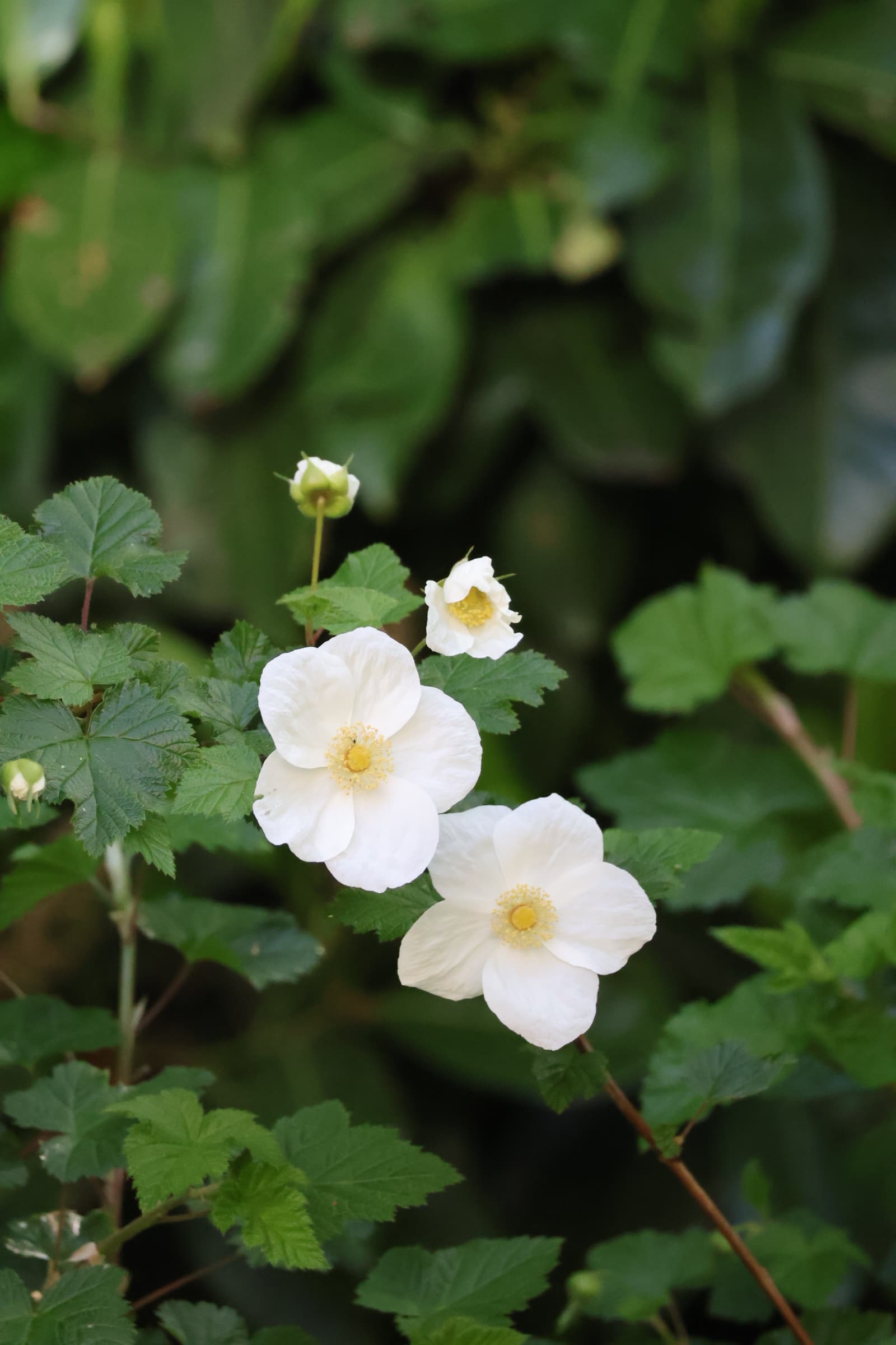 Flower 294