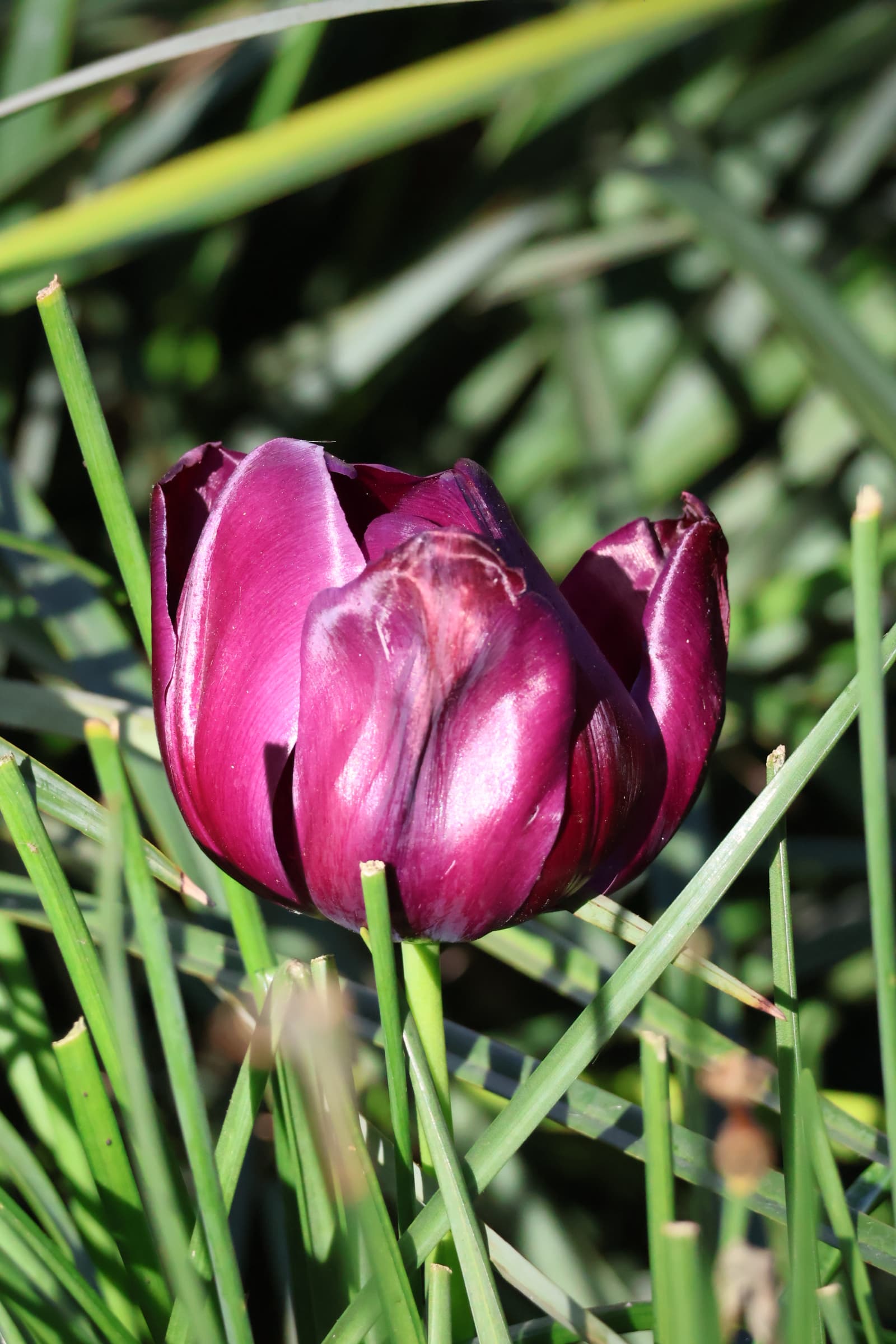 Flower 77