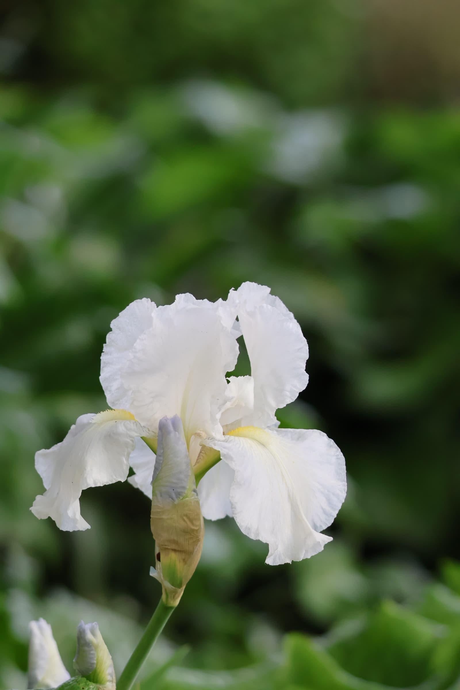 Flower 368