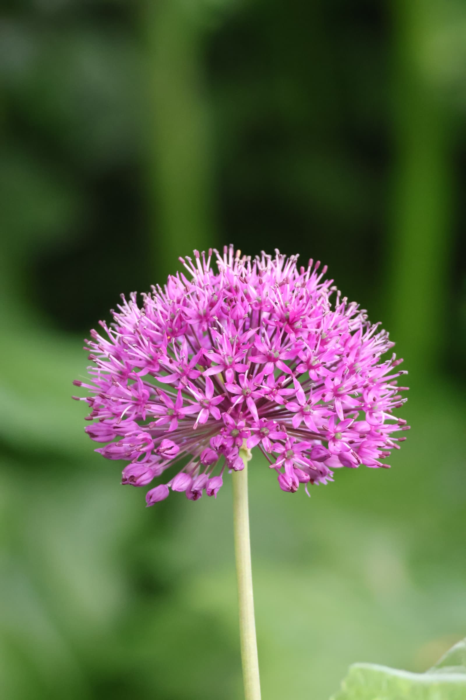 Flower 221