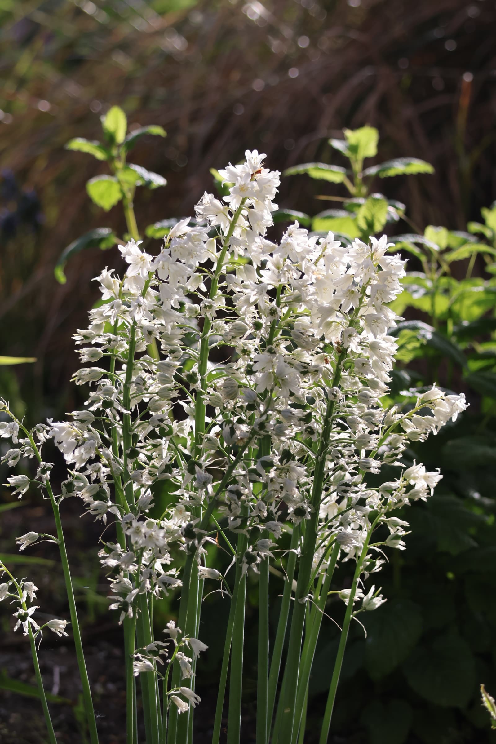 Flower 219