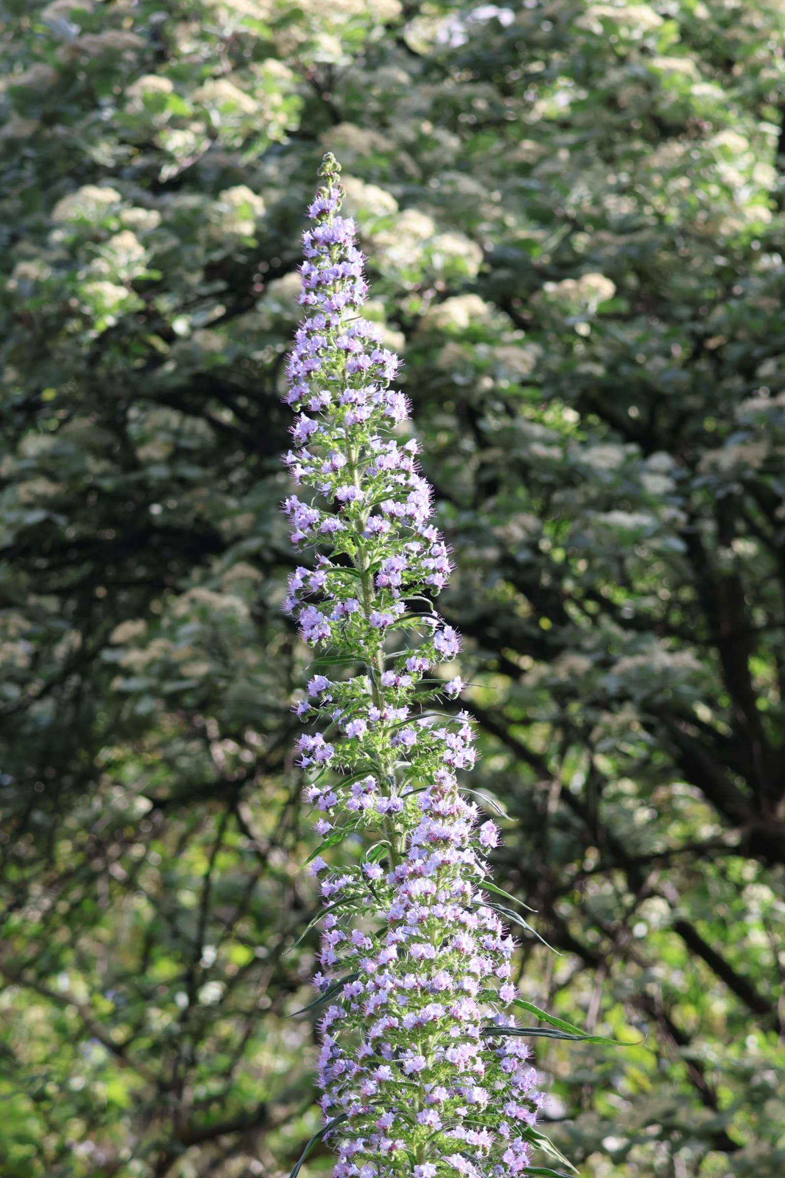 Flower 70