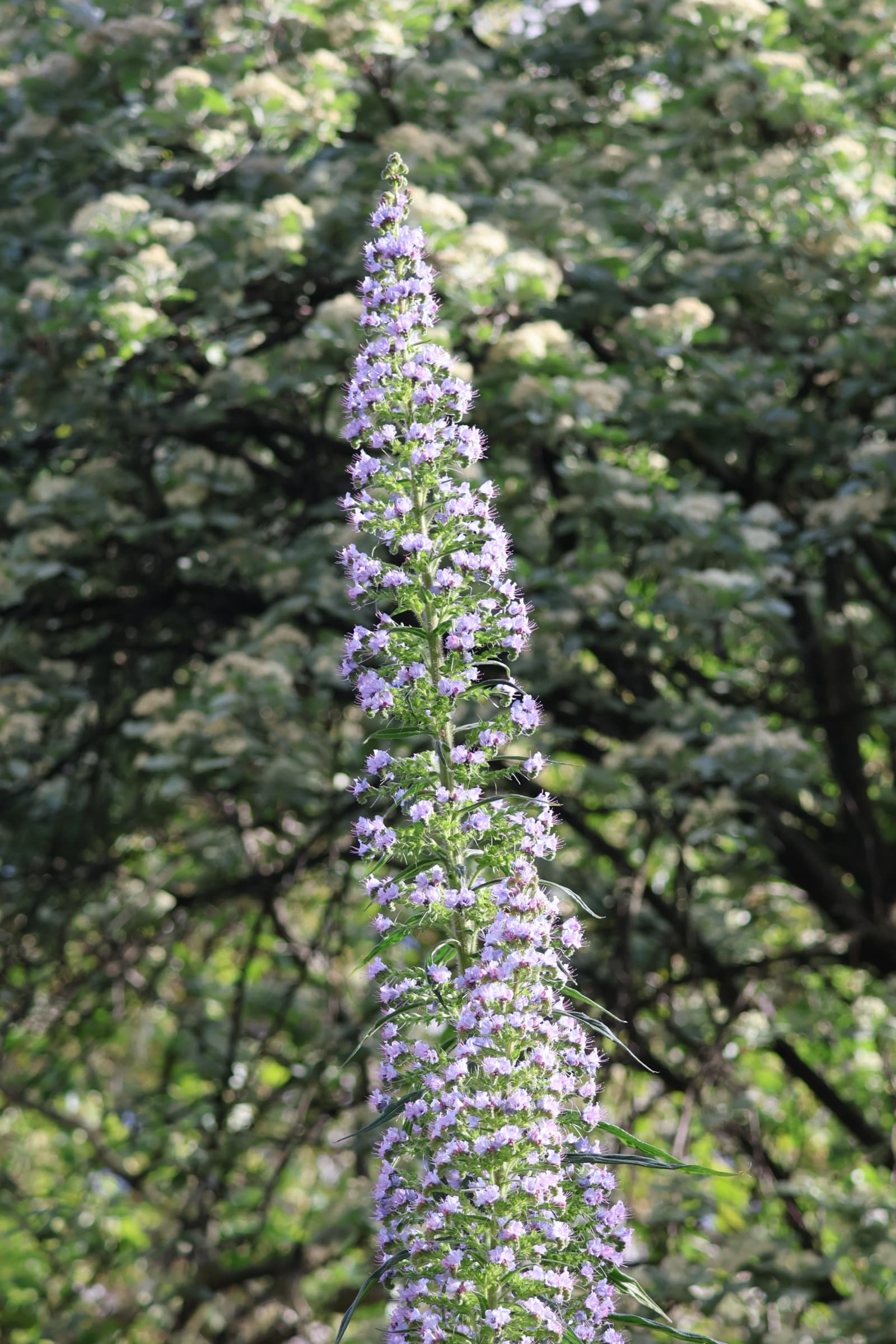 Flower 205