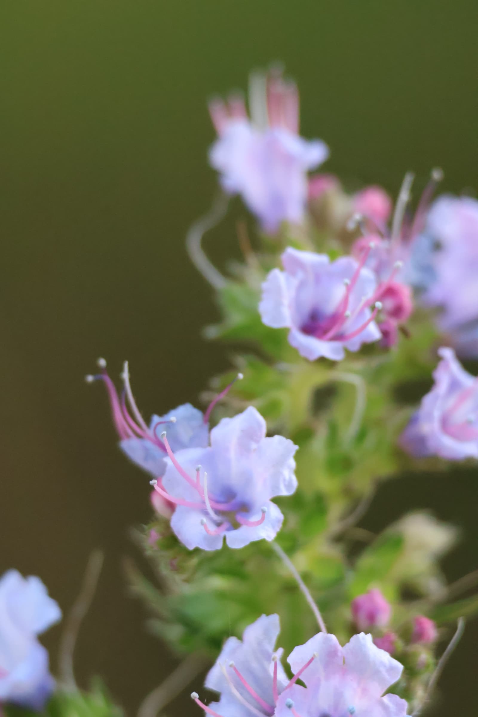 Flower 46