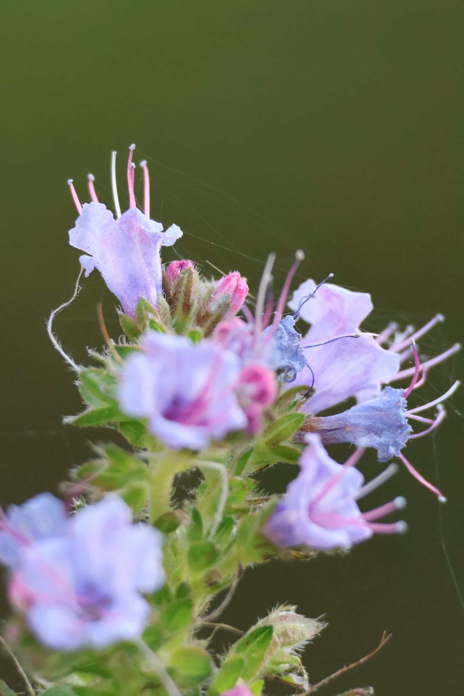 Flower 163