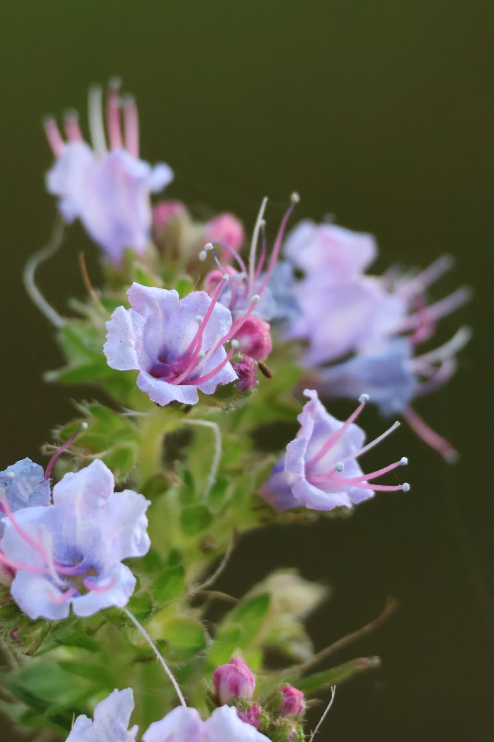 Flower 374