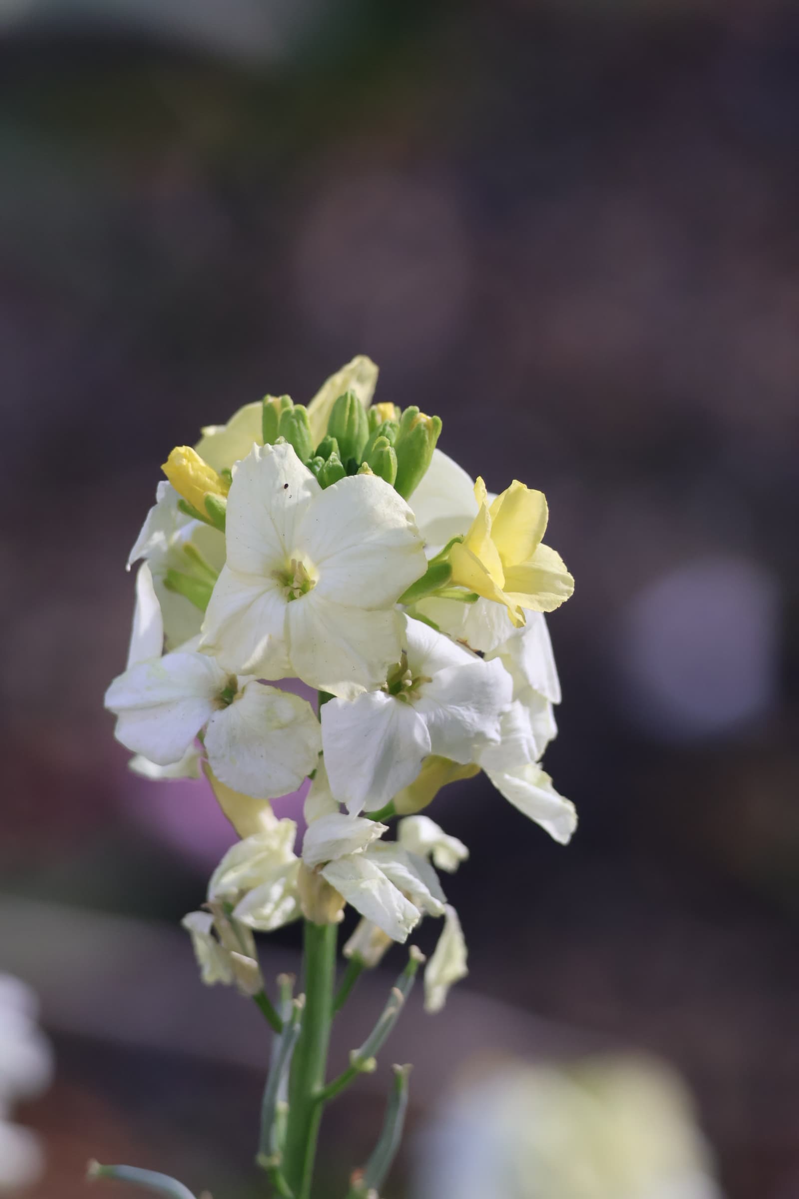 Flower 499