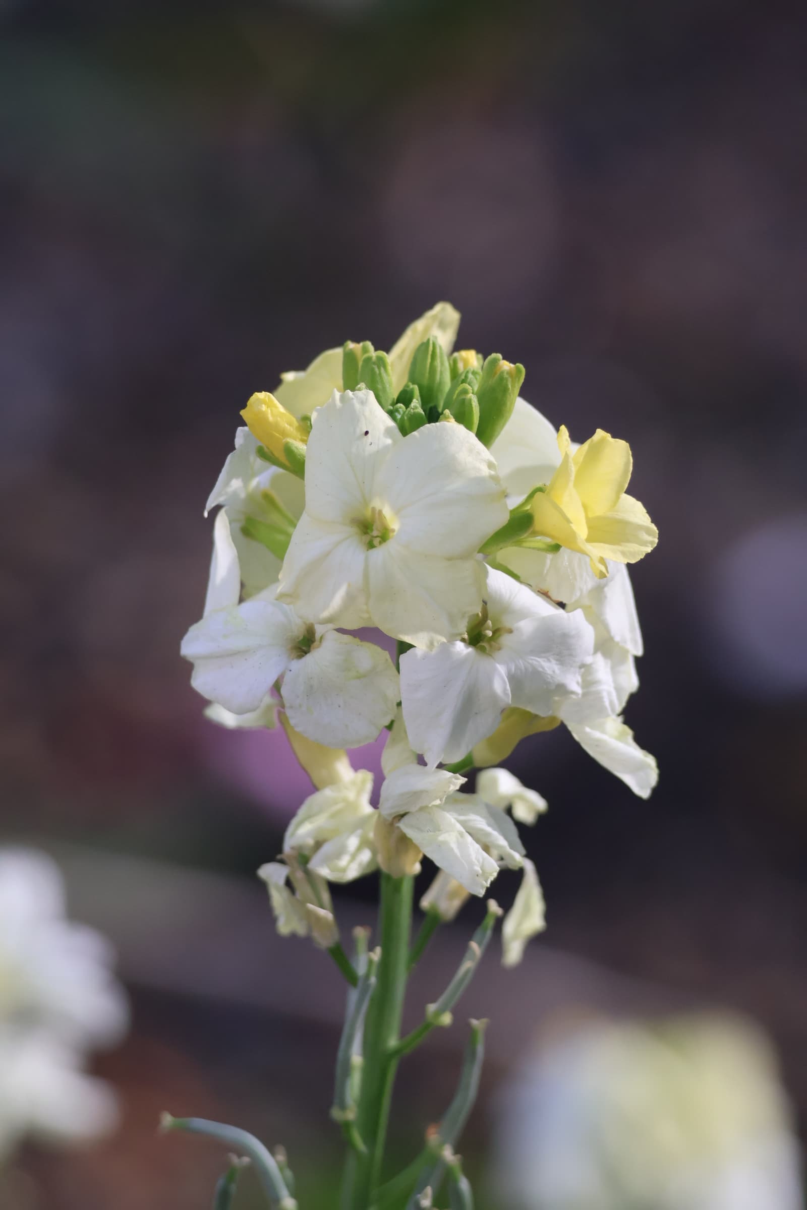 Flower 340