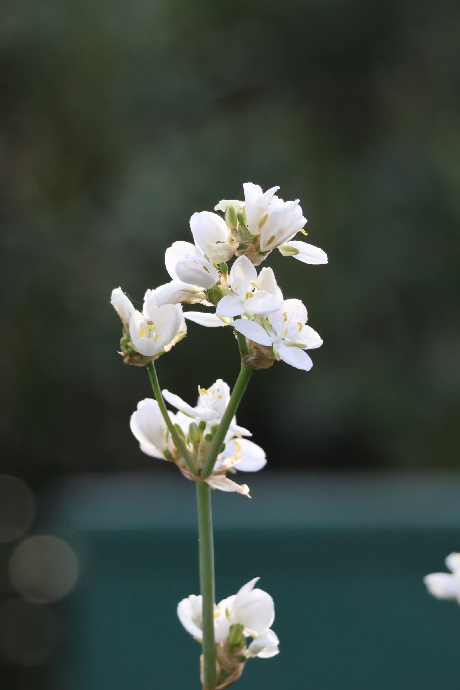 Flower 417