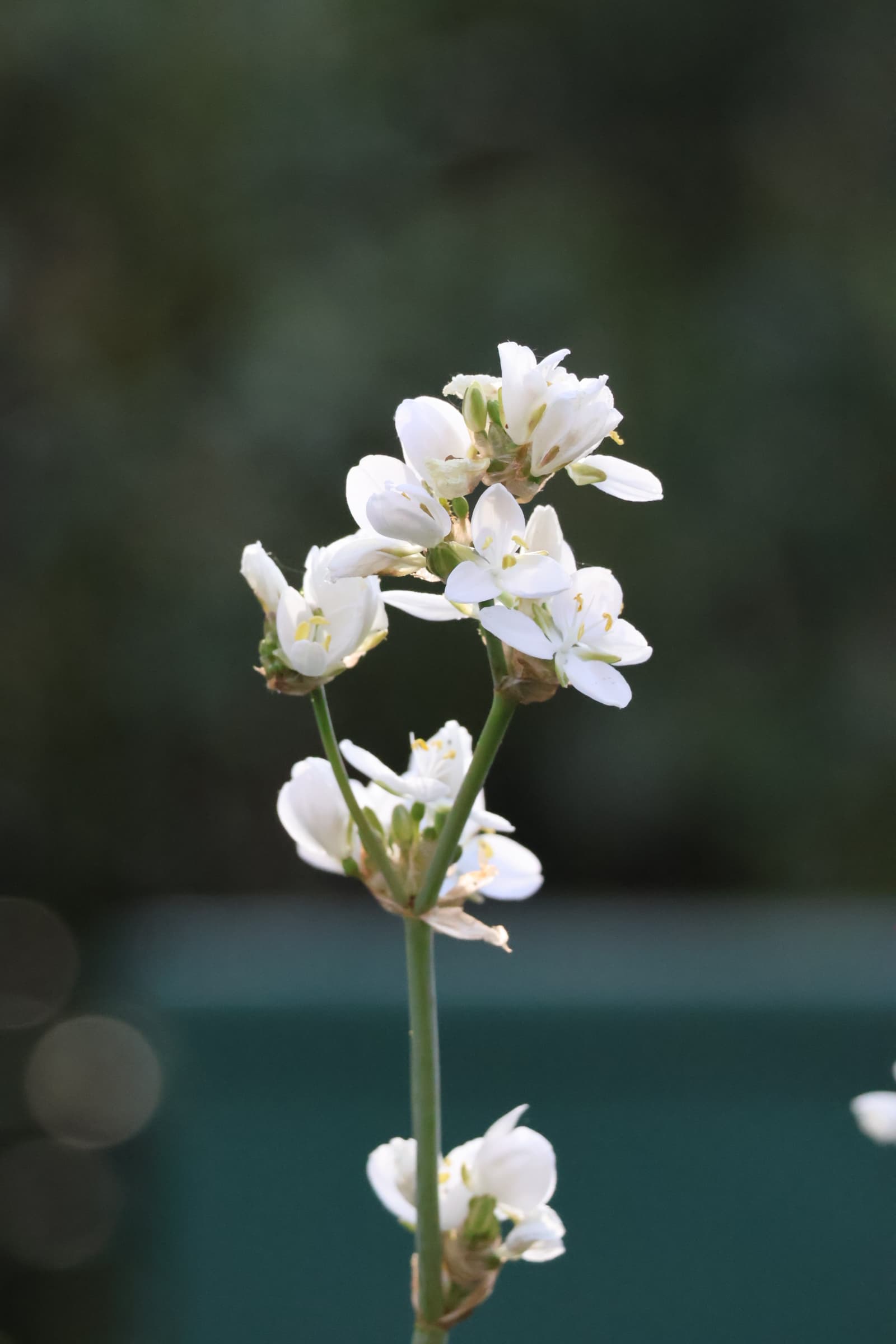 Flower 375