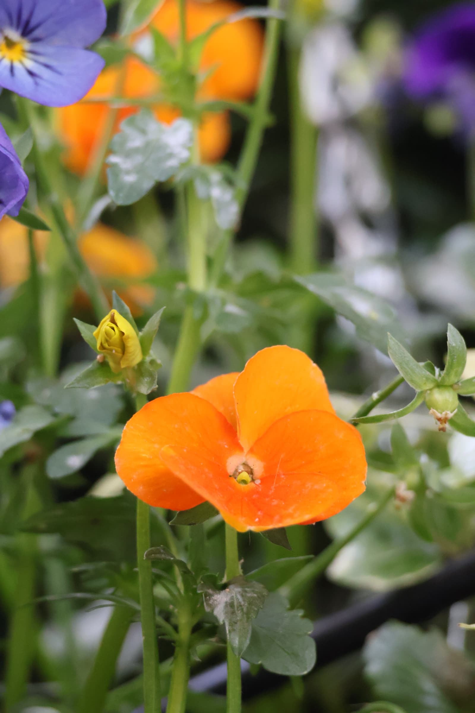 Flower 133