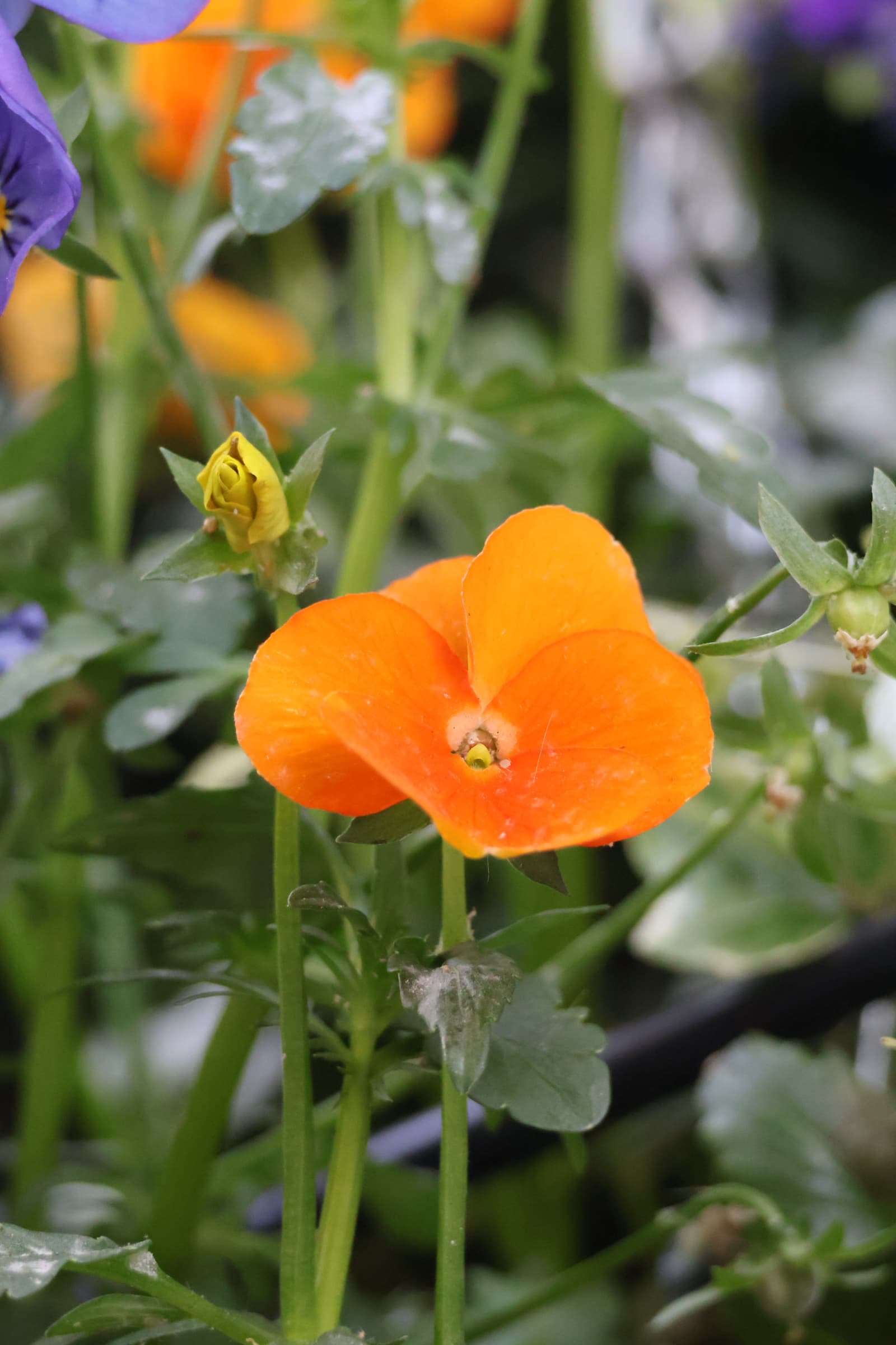 Flower 187