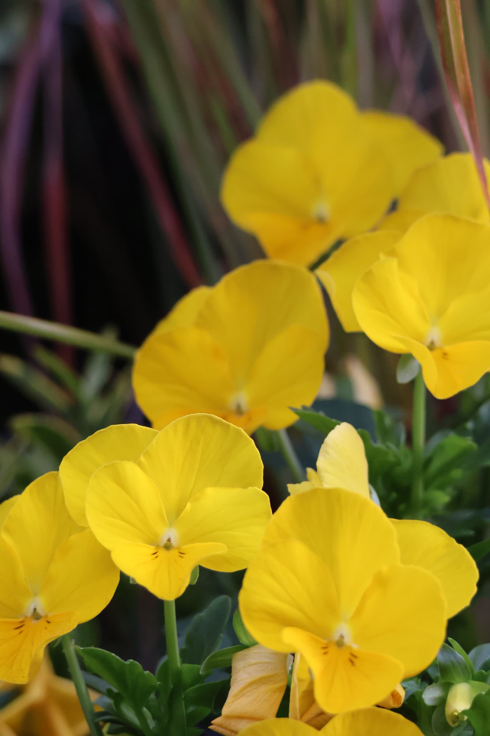 Flower 269