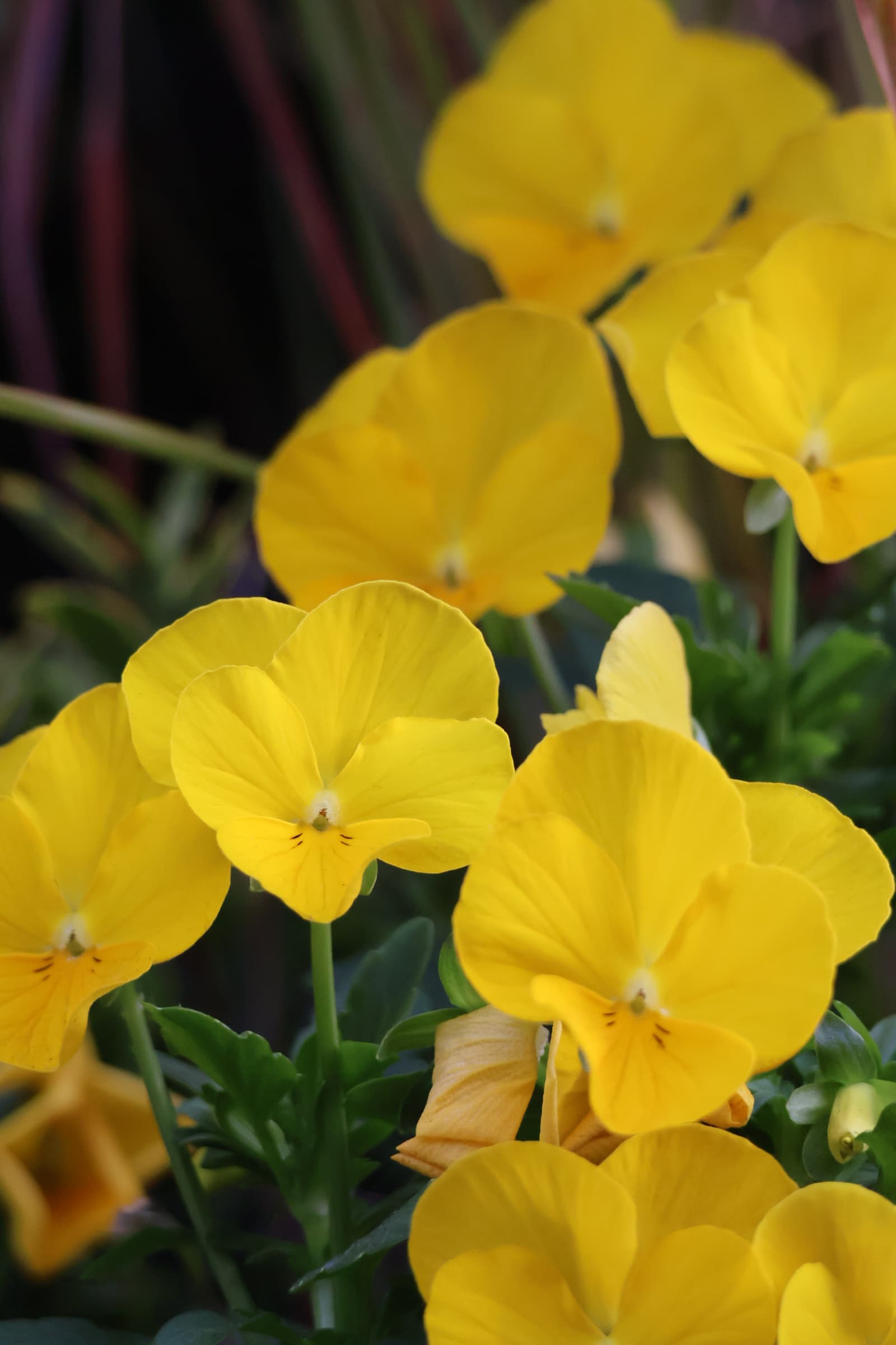 Flower 291