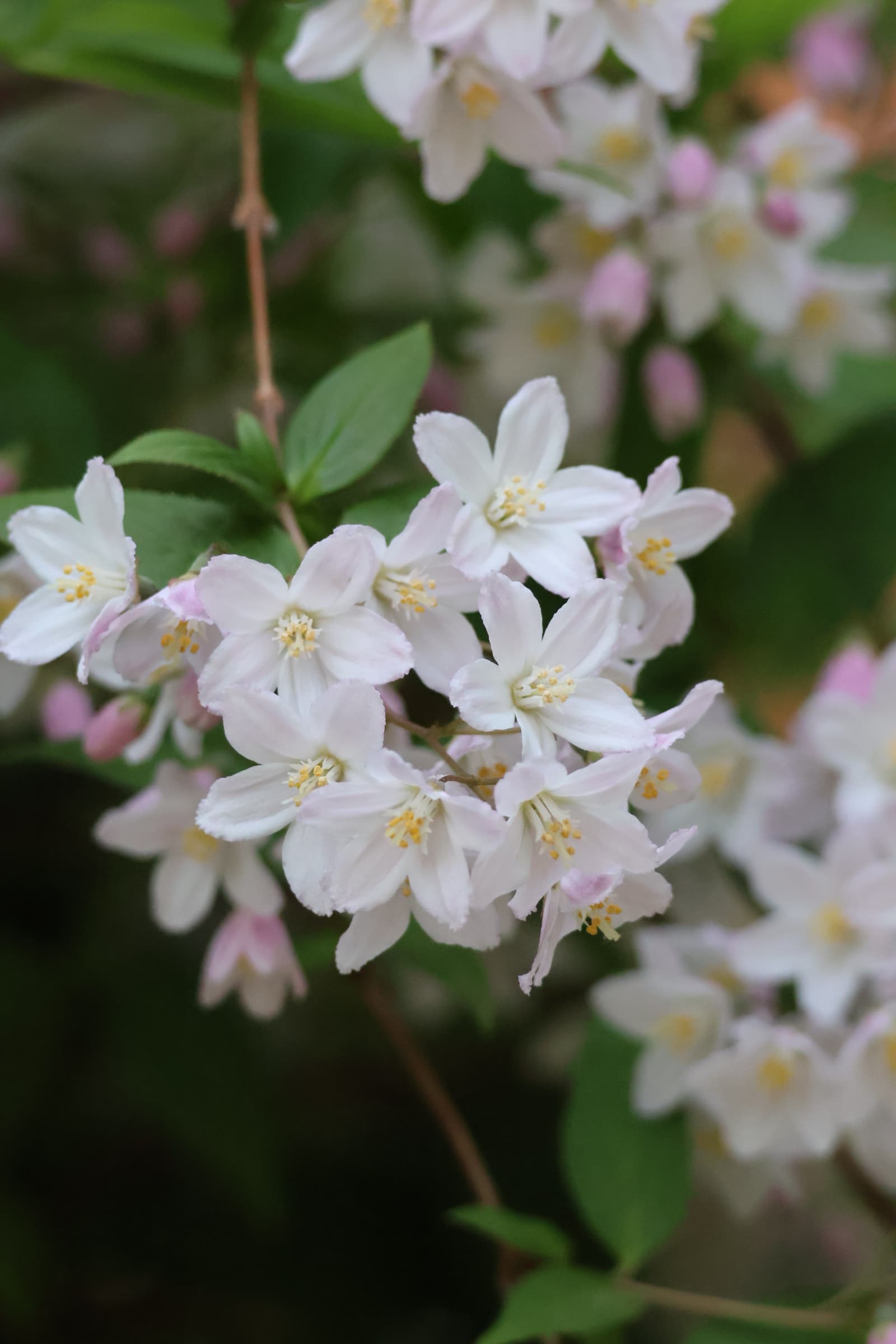 Flower 393