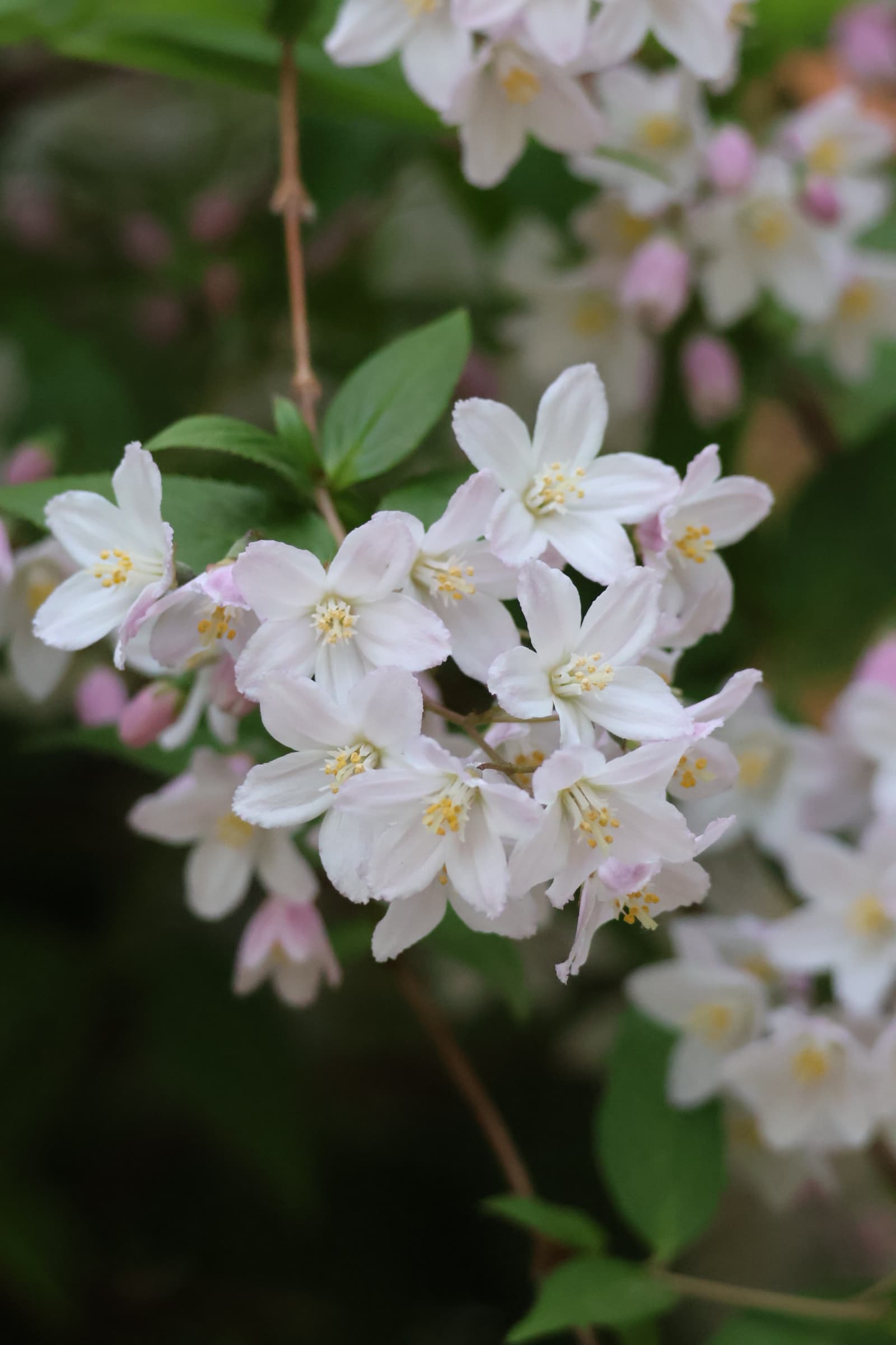 Flower 501