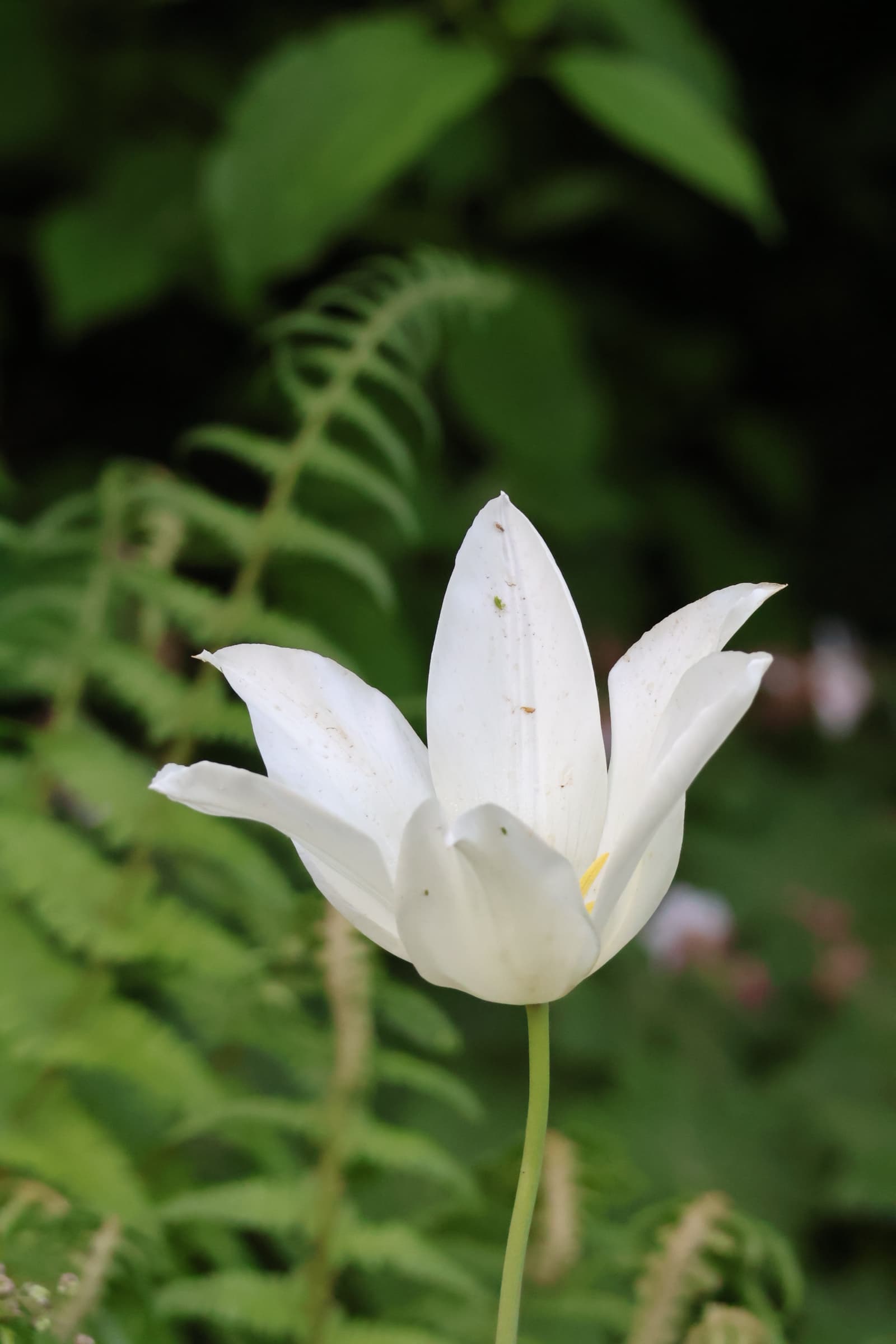Flower 433