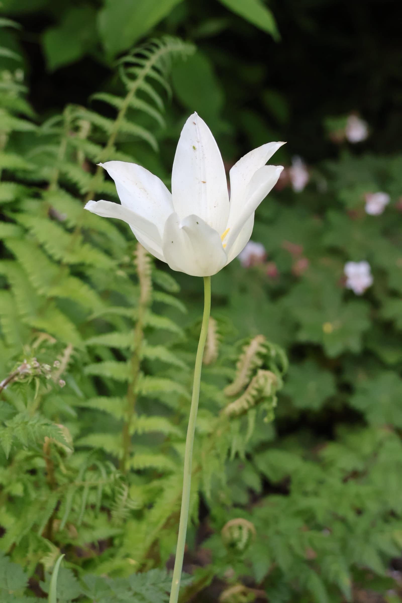 Flower 31