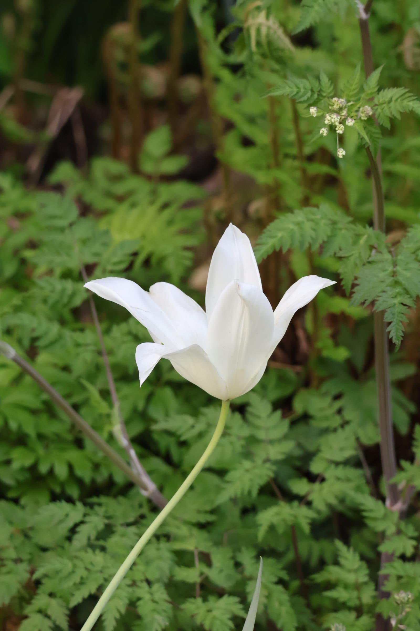 Flower 16