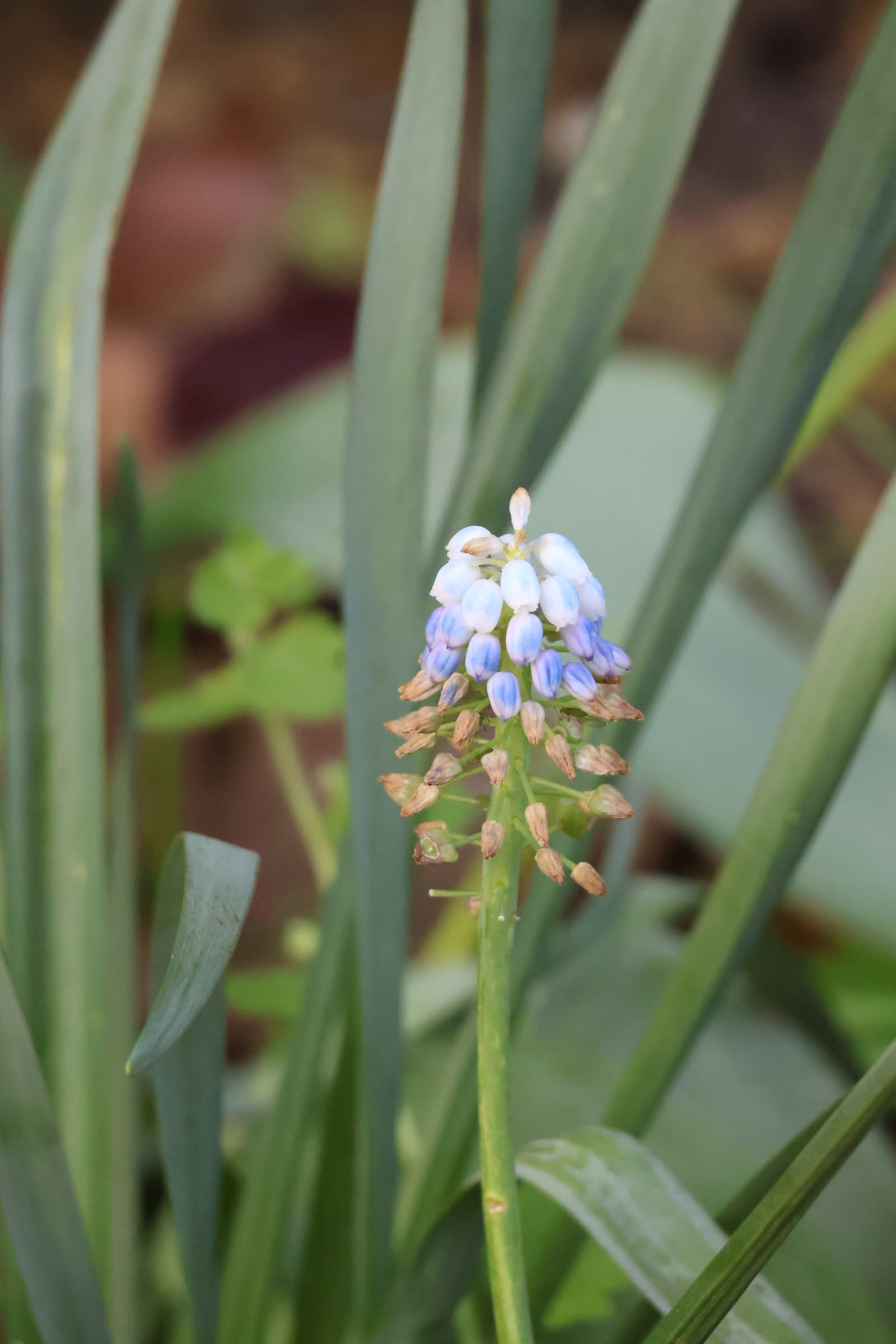 Flower 278