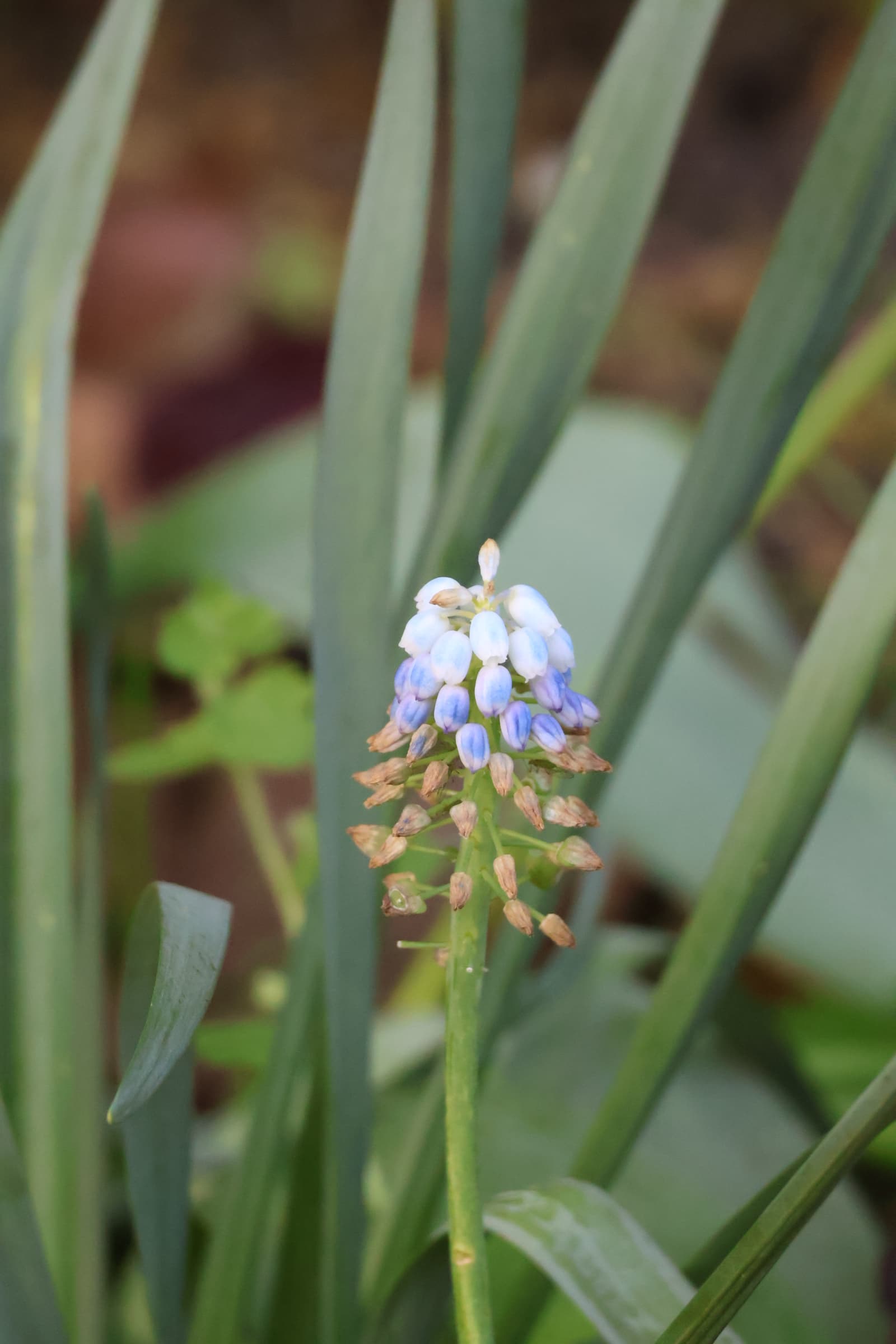 Flower 71