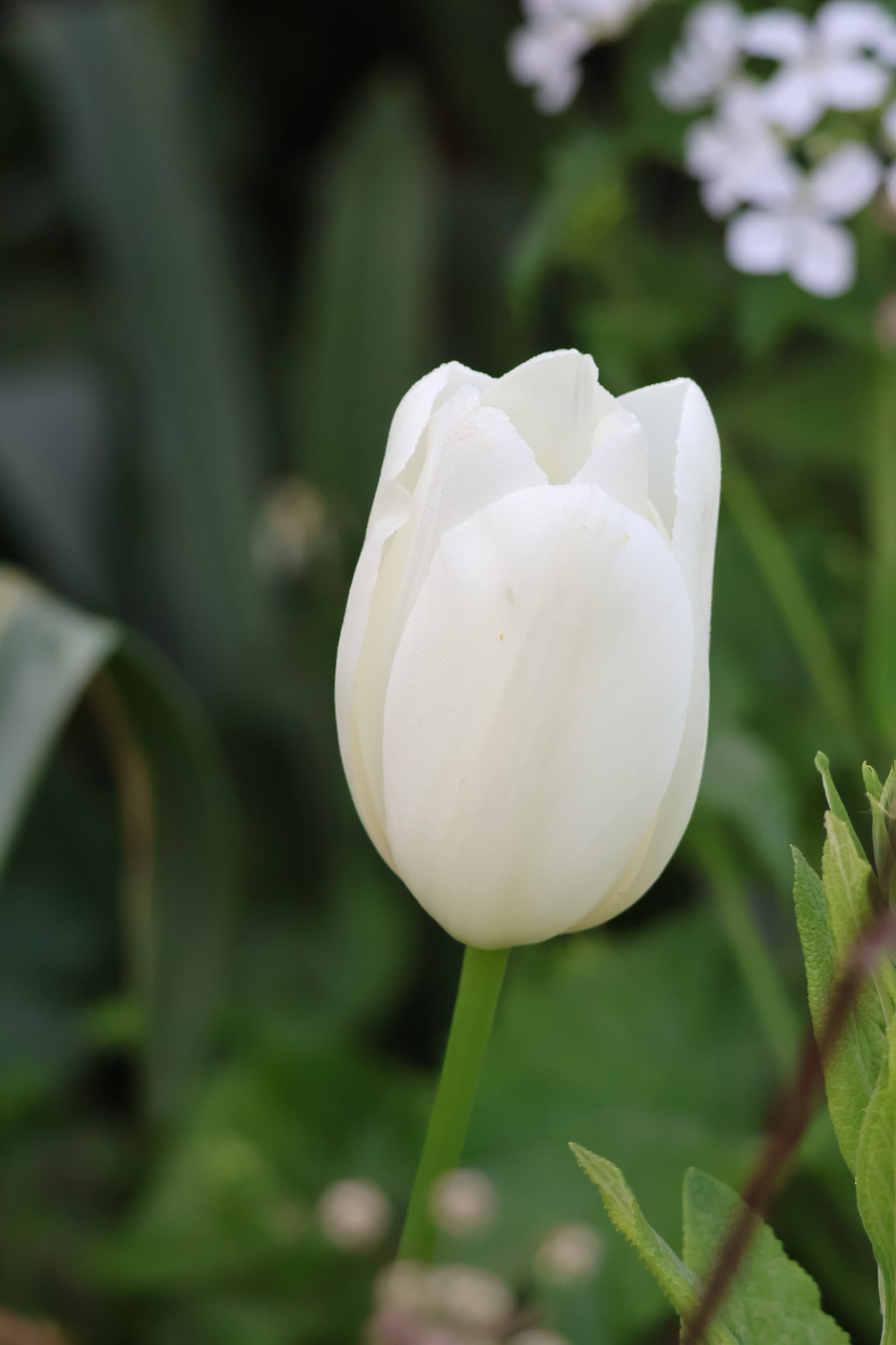 Flower 189