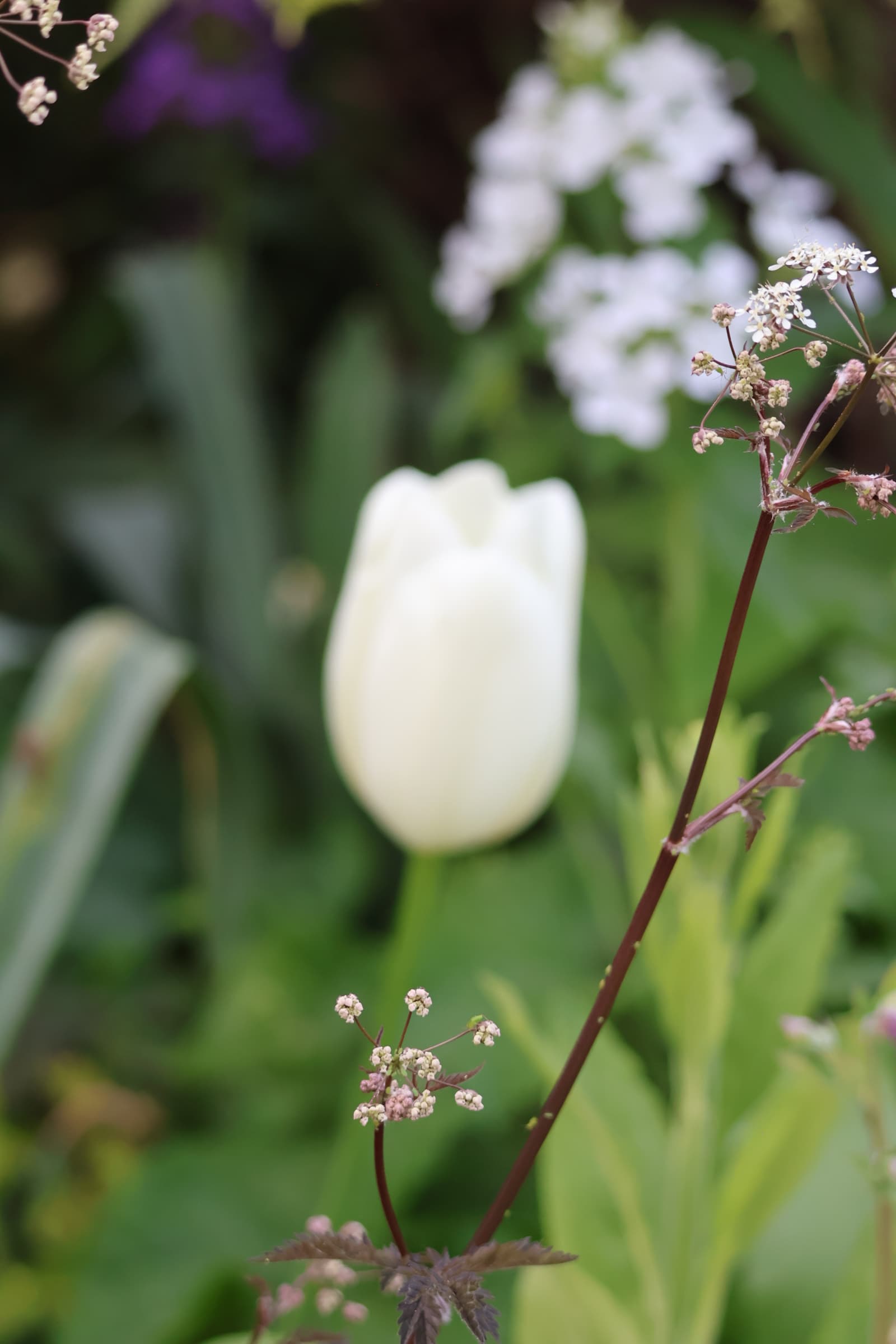 Flower 492