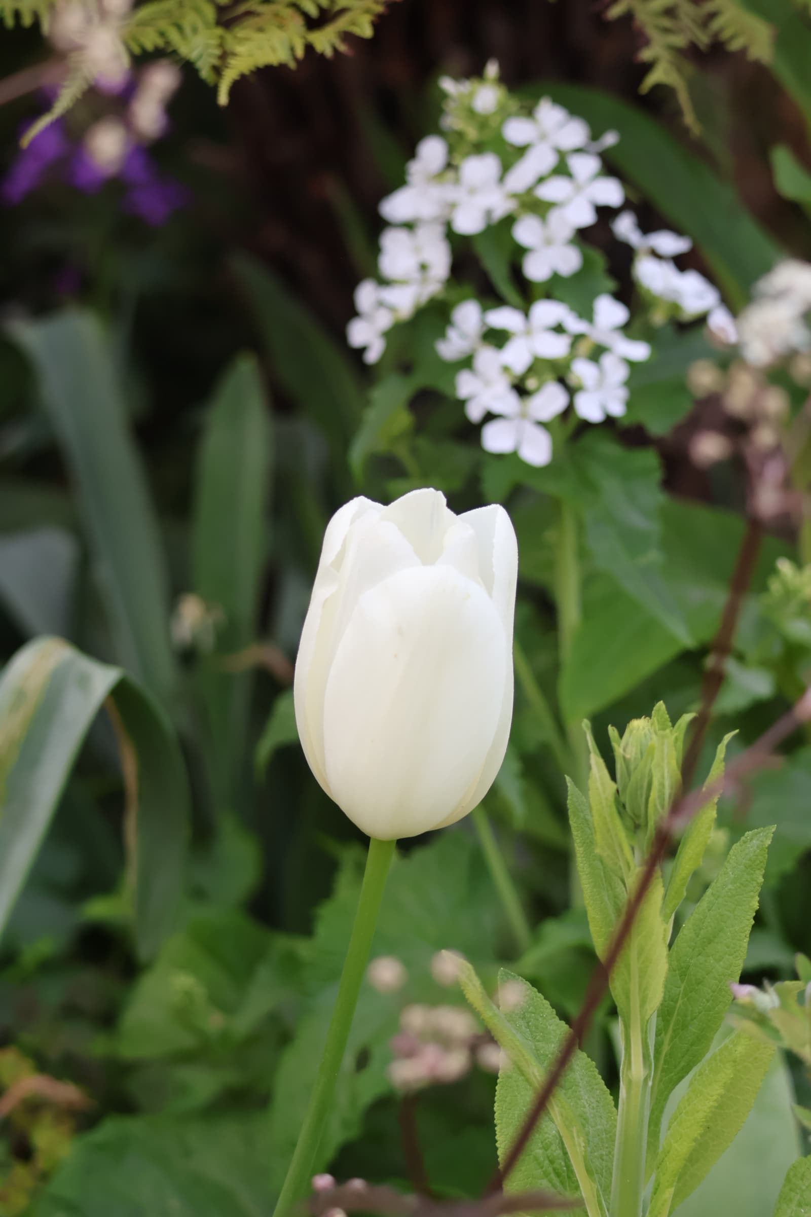 Flower 386
