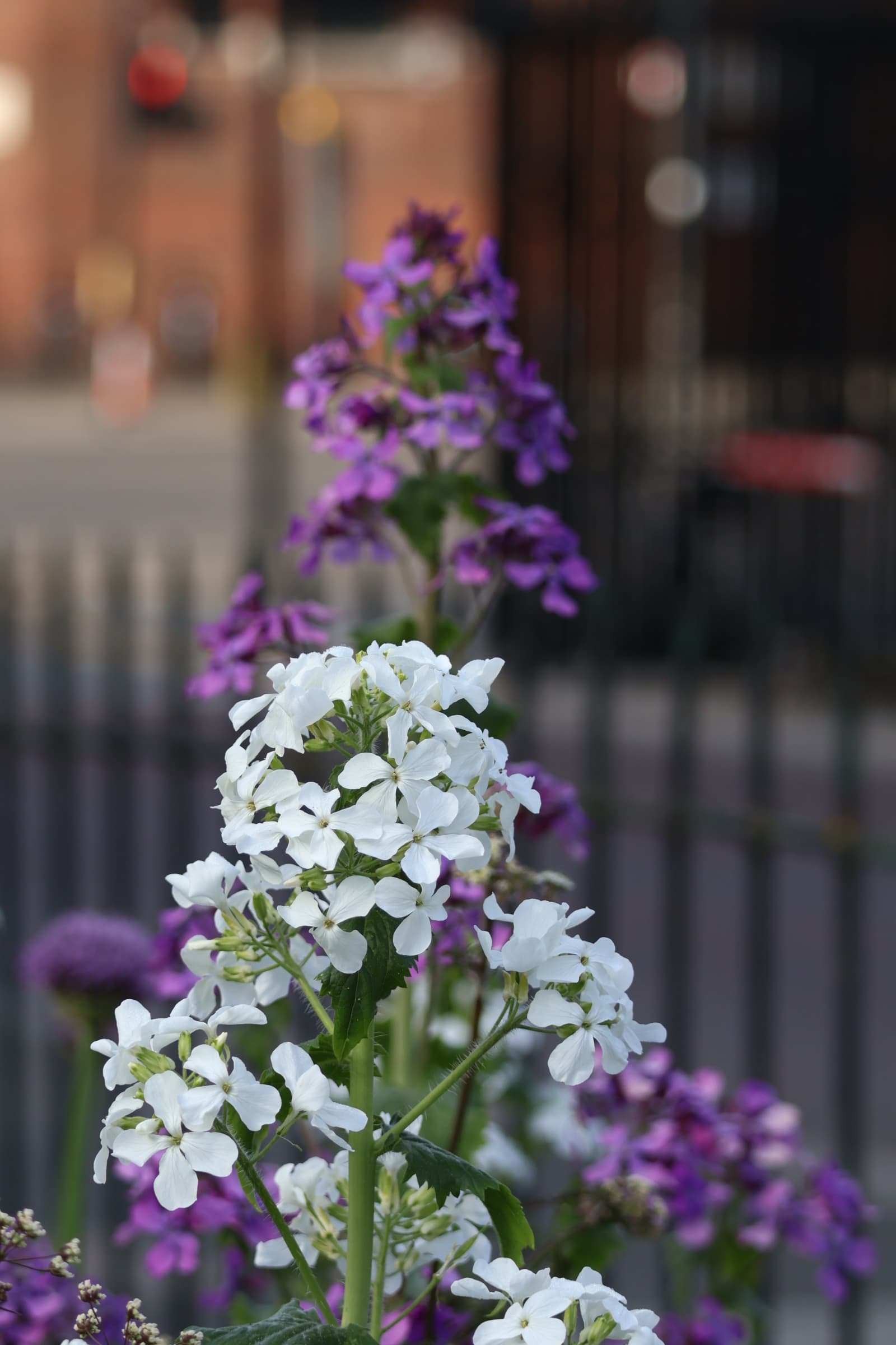 Flower 283