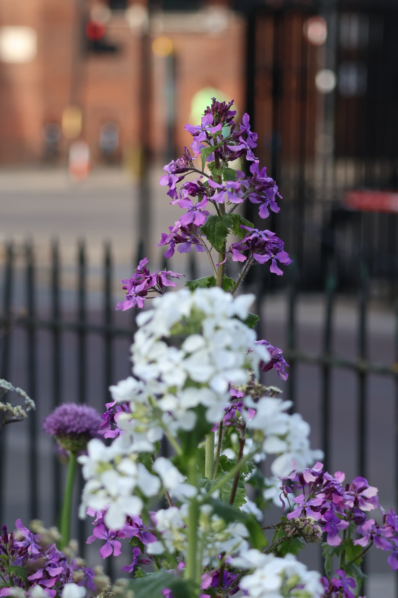 Flower 337