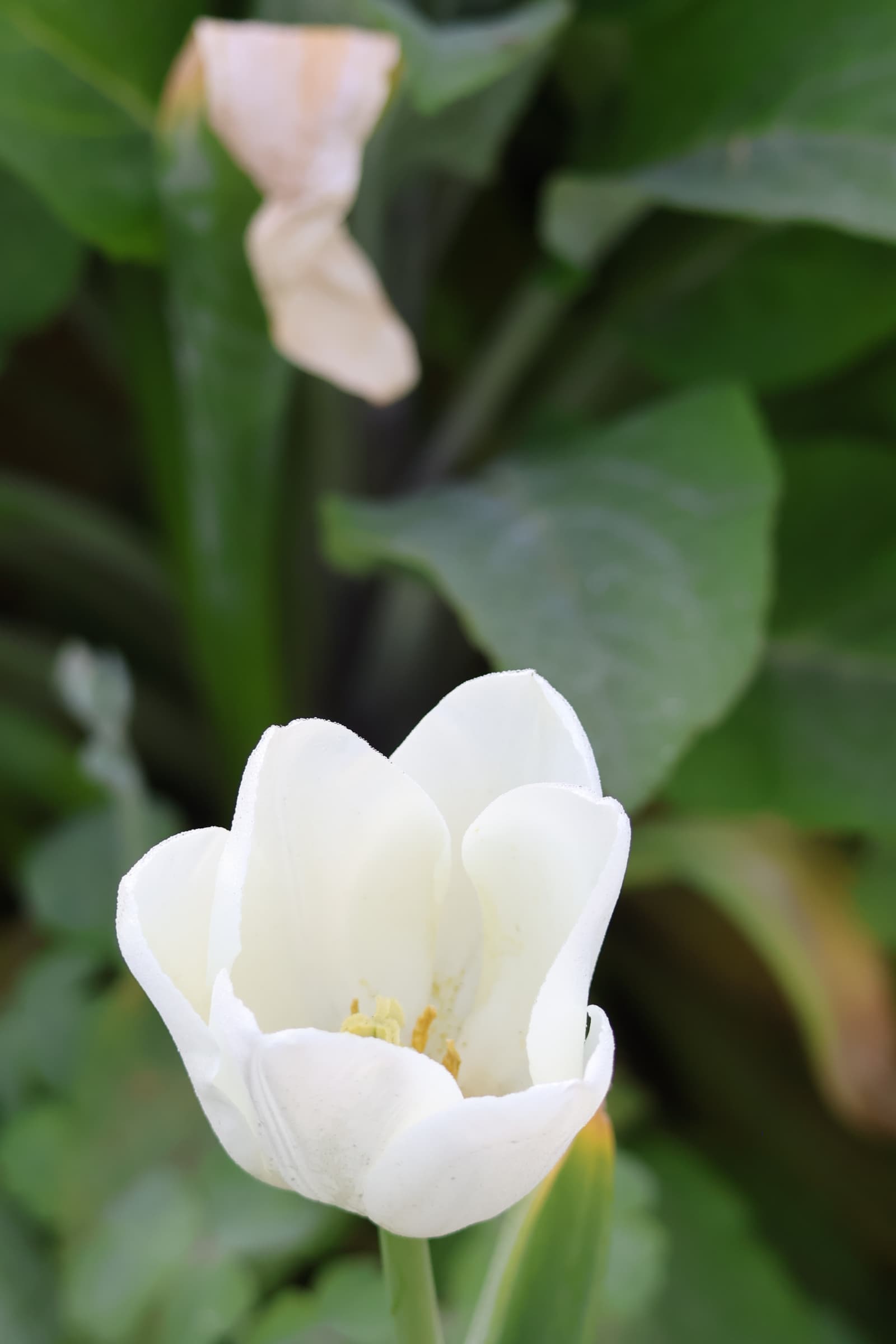 Flower 184