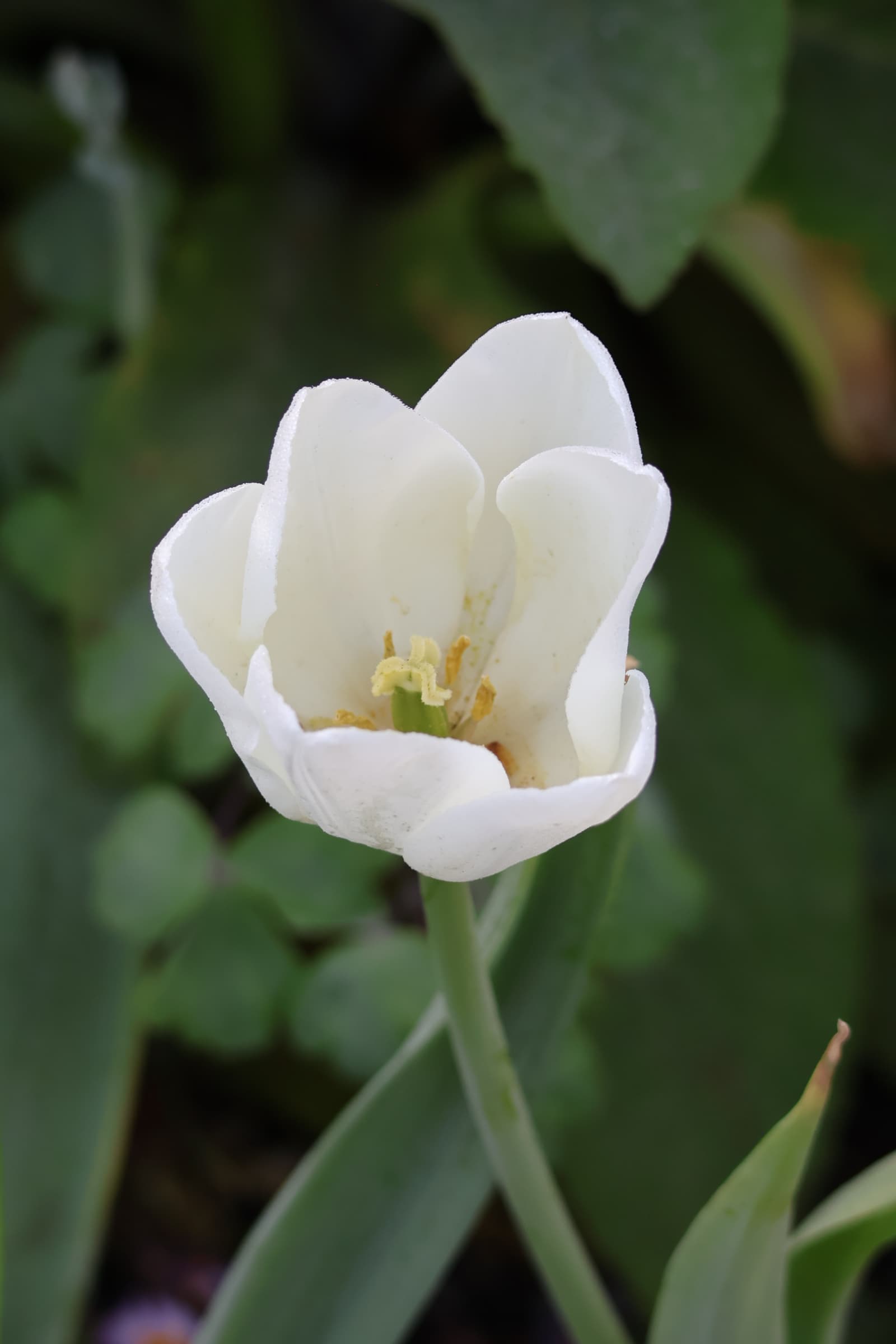 Flower 474