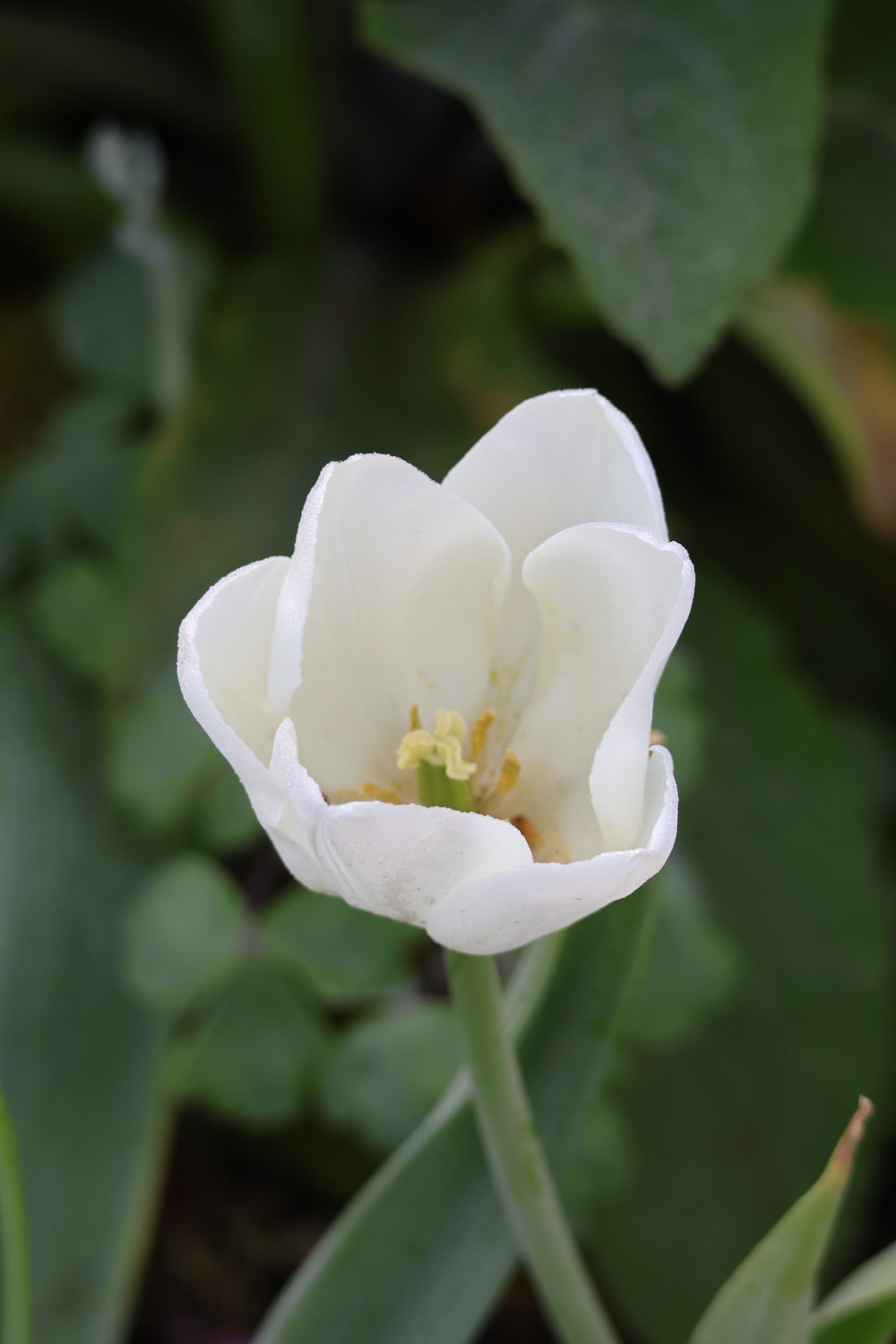 Flower 505