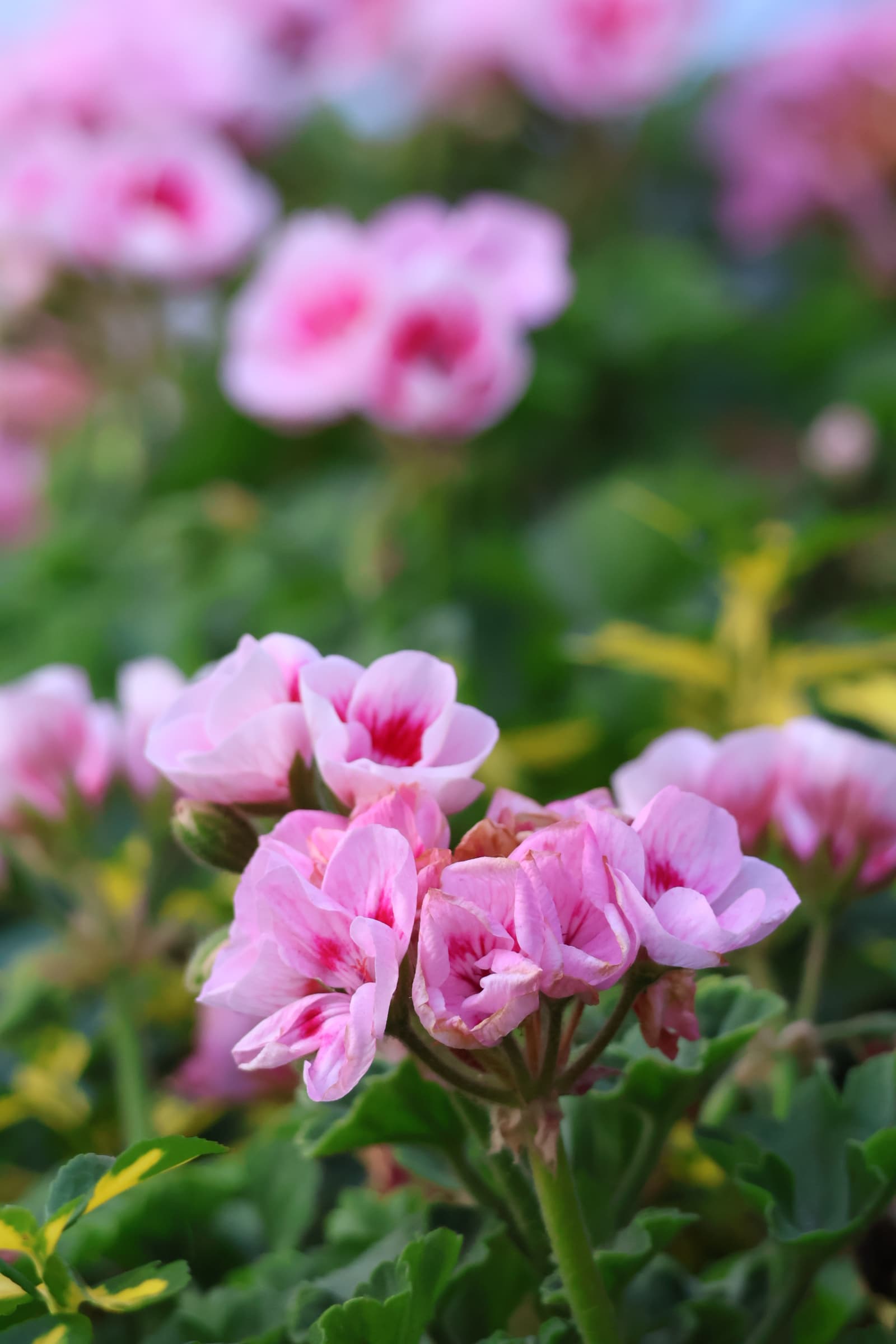 Flower 407