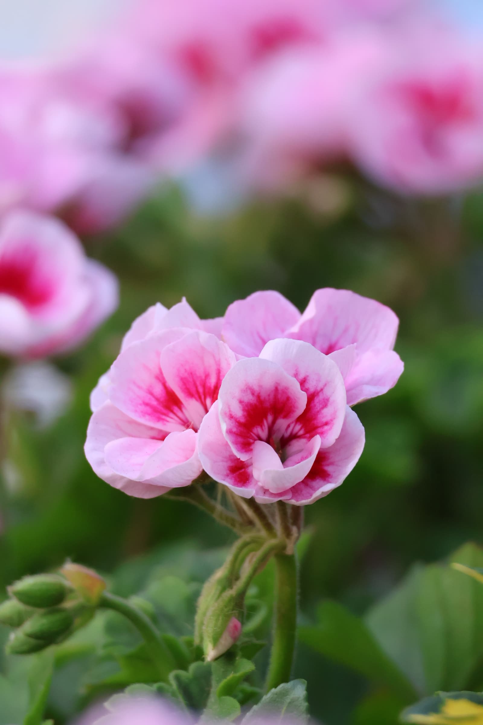 Flower 60