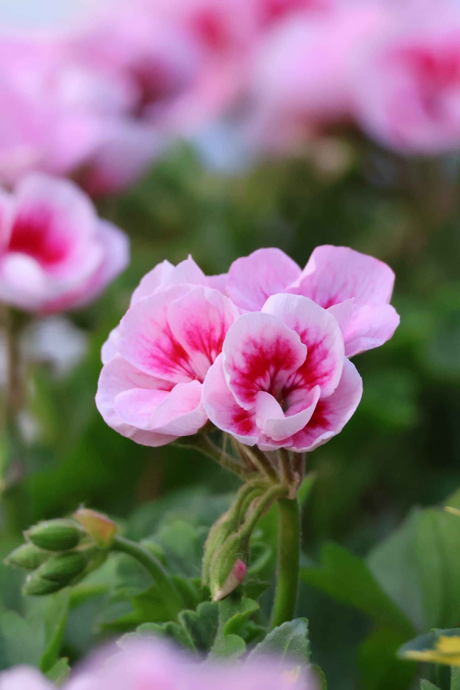 Flower 356