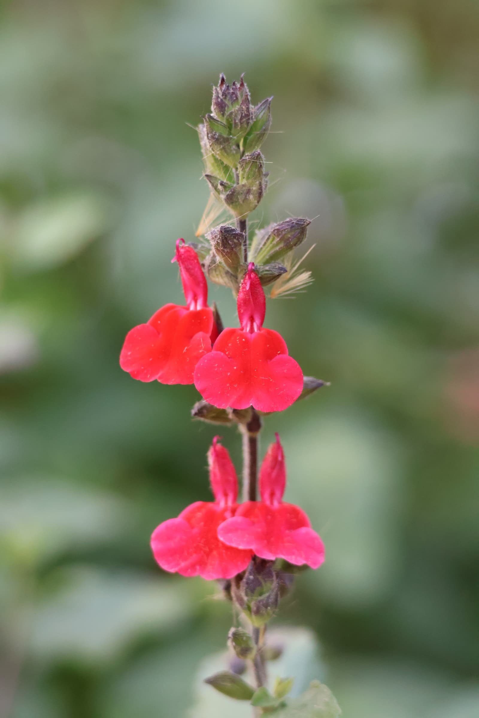 Flower 514