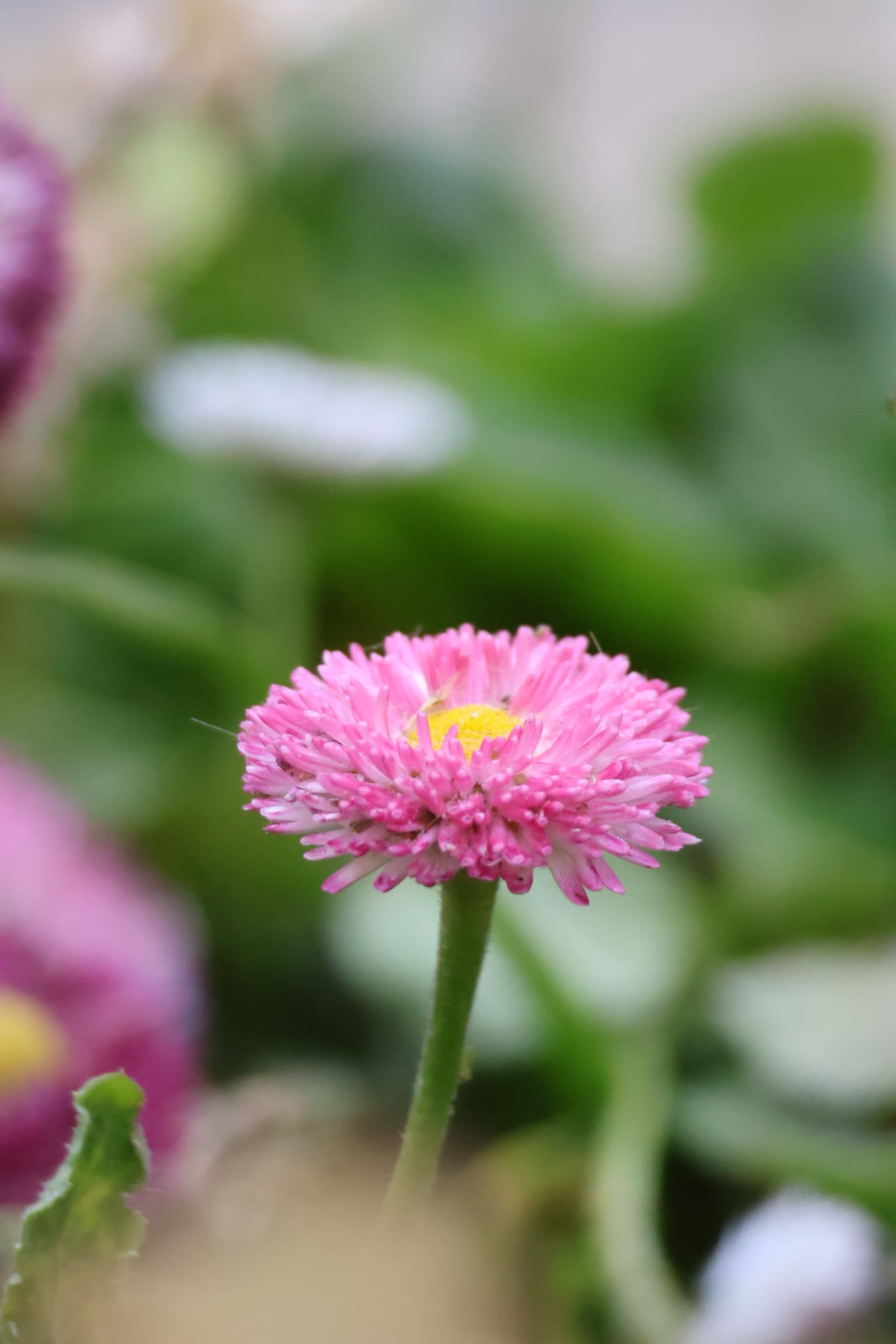 Flower 458
