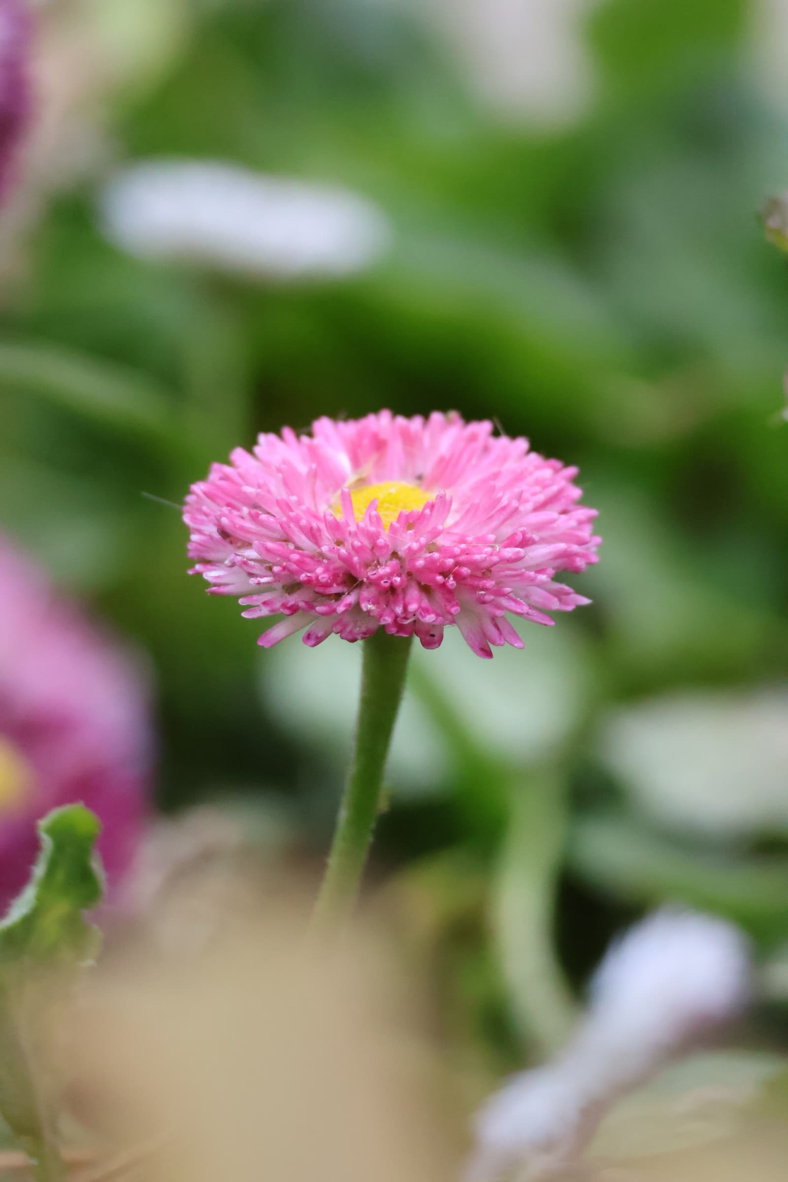 Flower 484