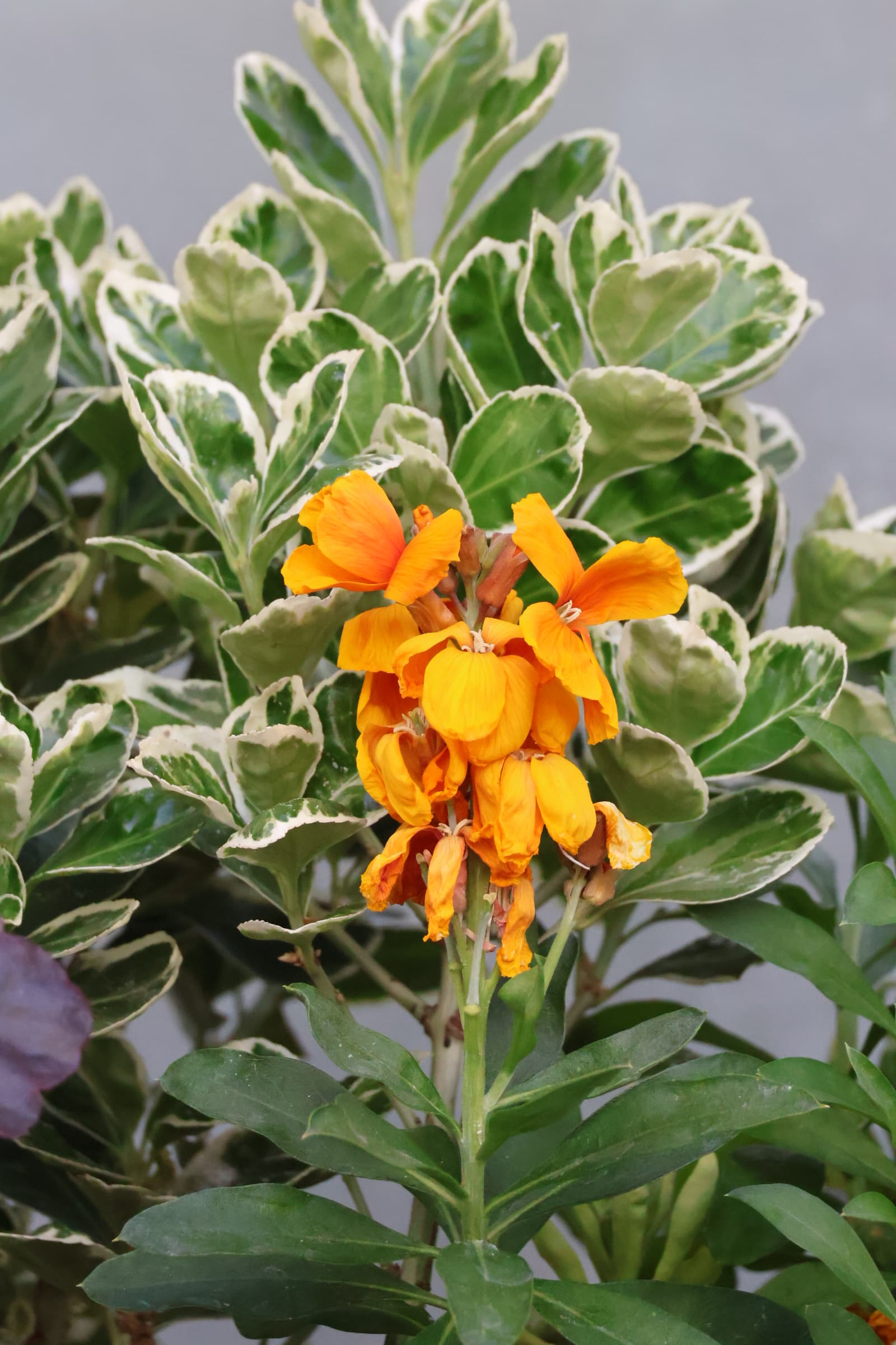 Flower 453