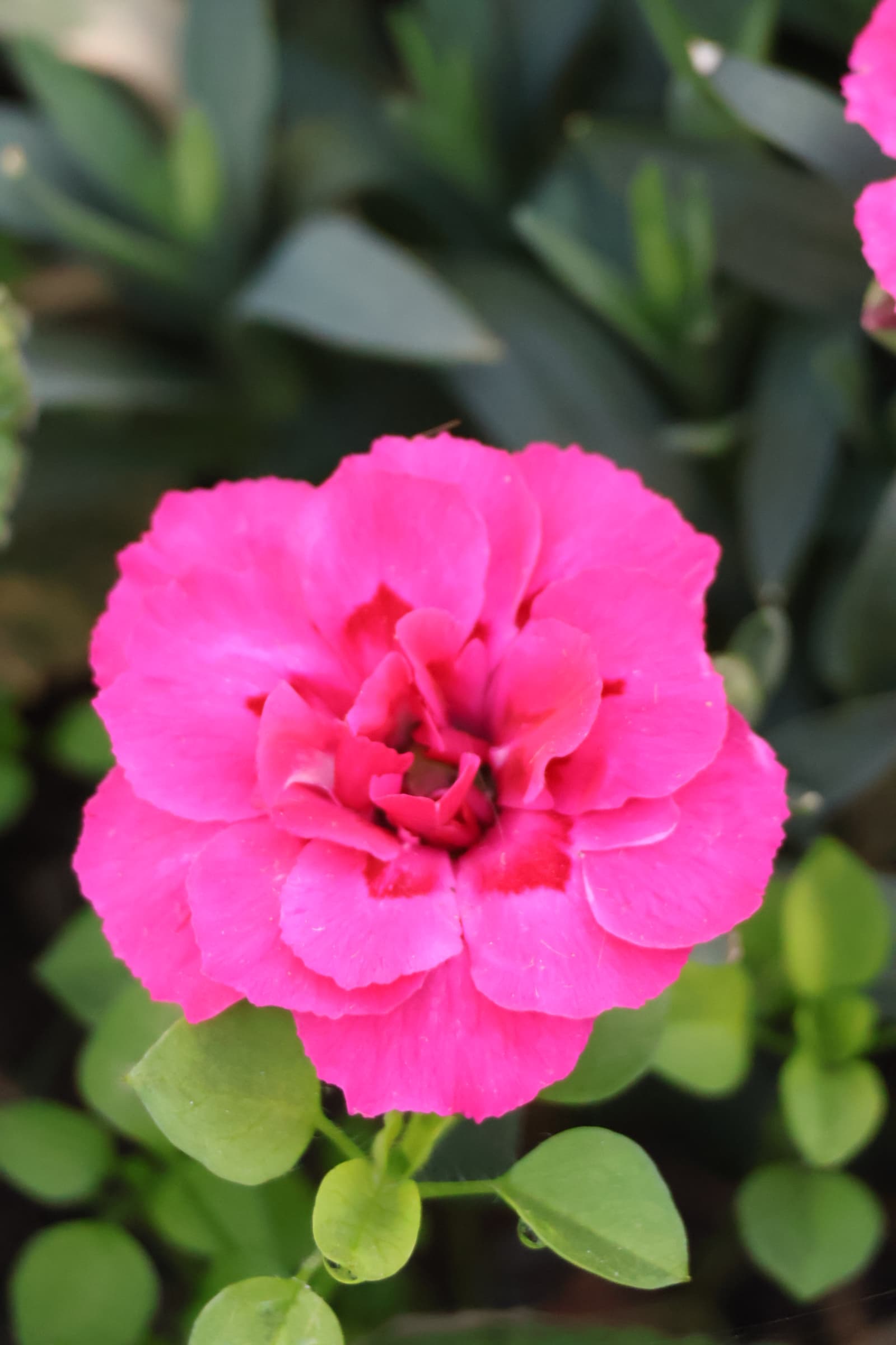 Flower 125