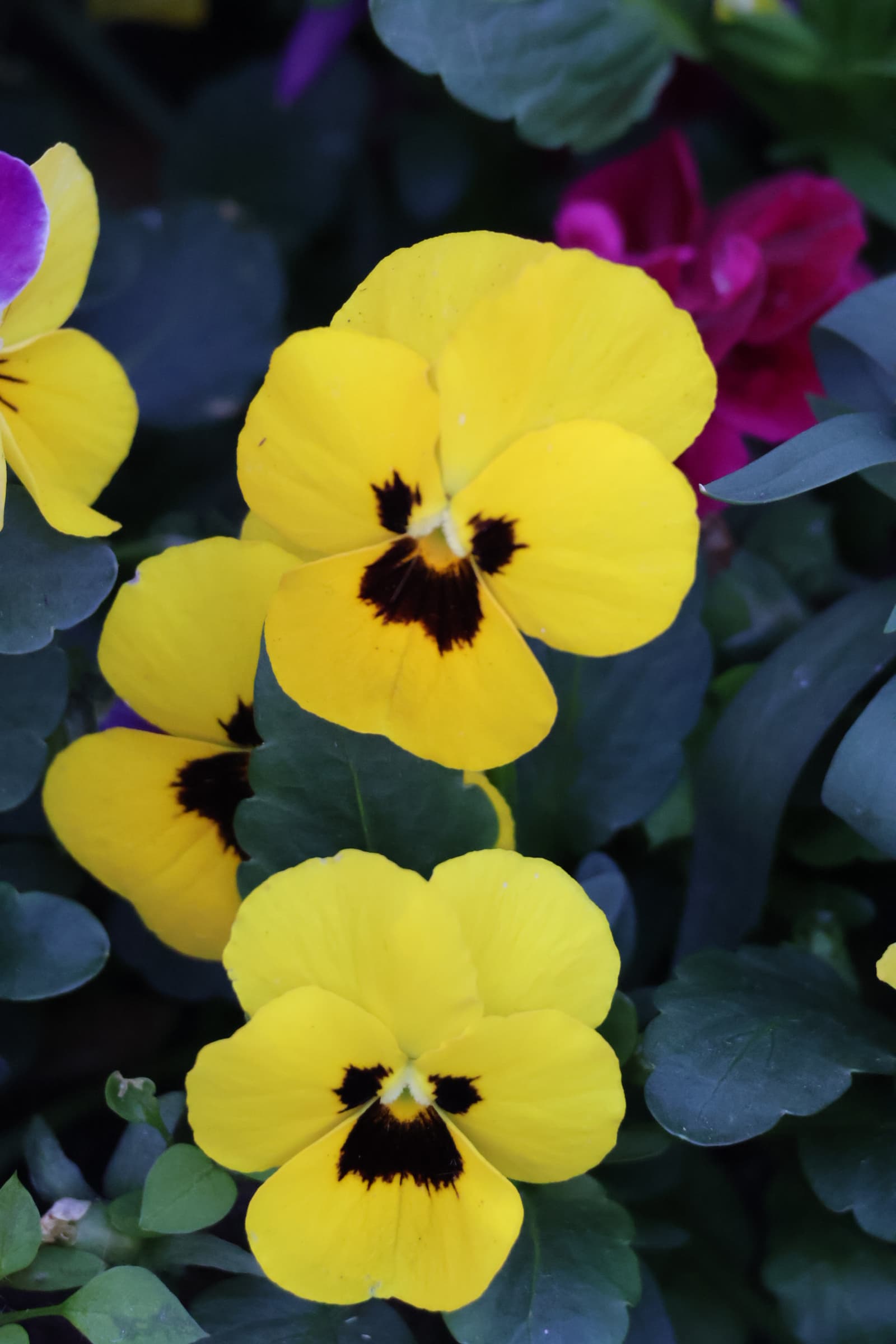 Flower 203