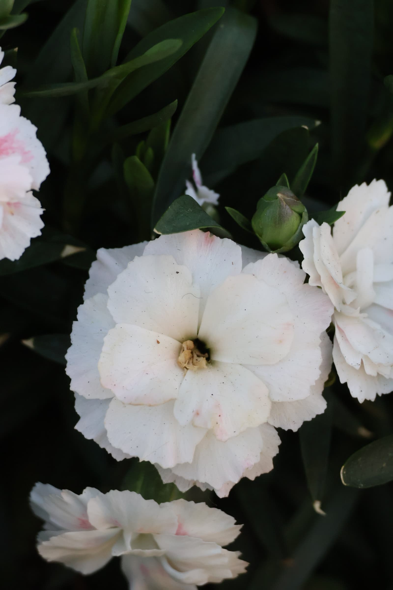 Flower 75