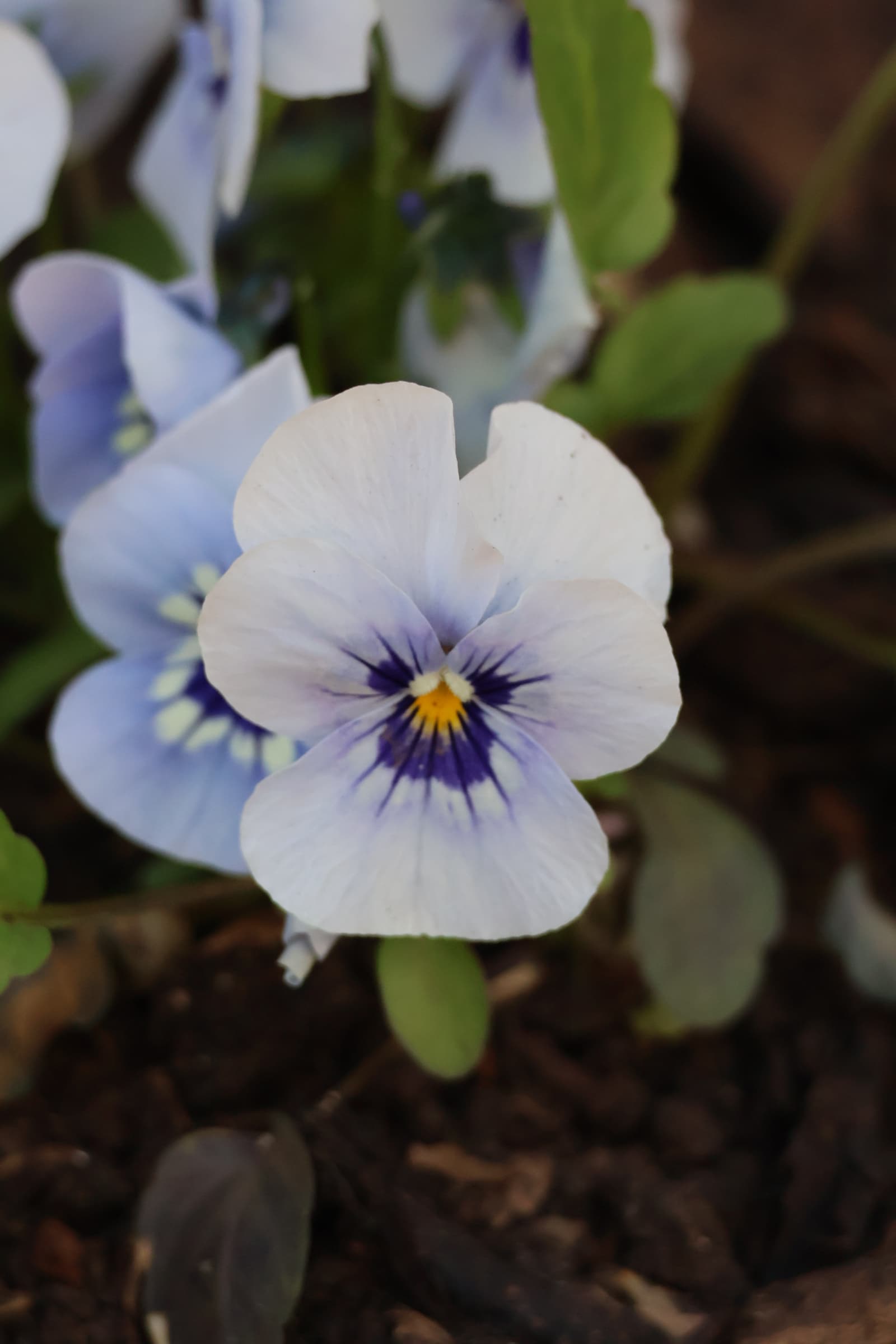 Flower 560