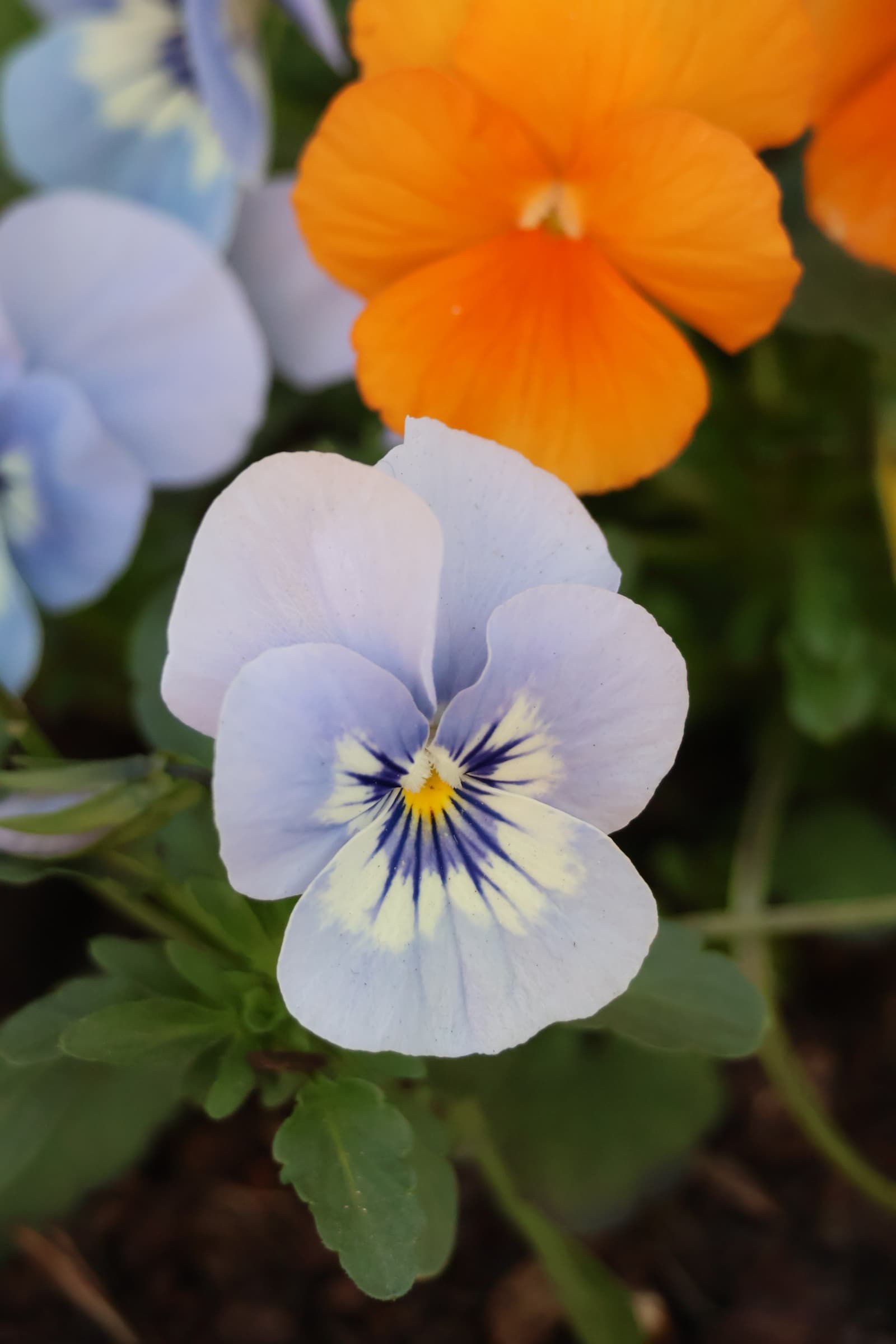 Flower 288
