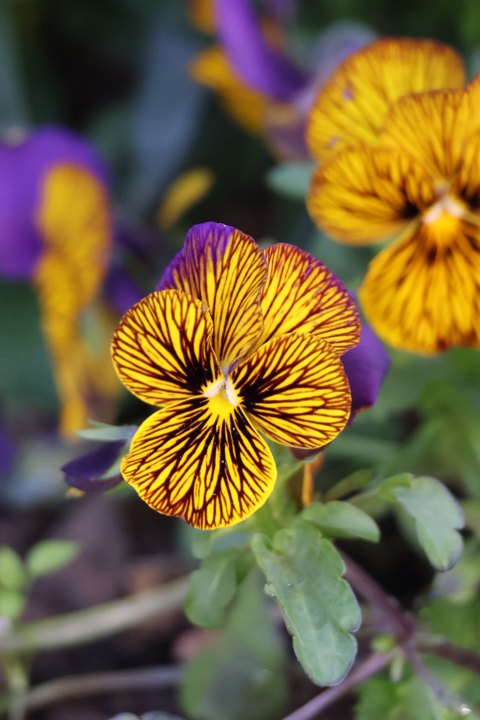 Flower 123